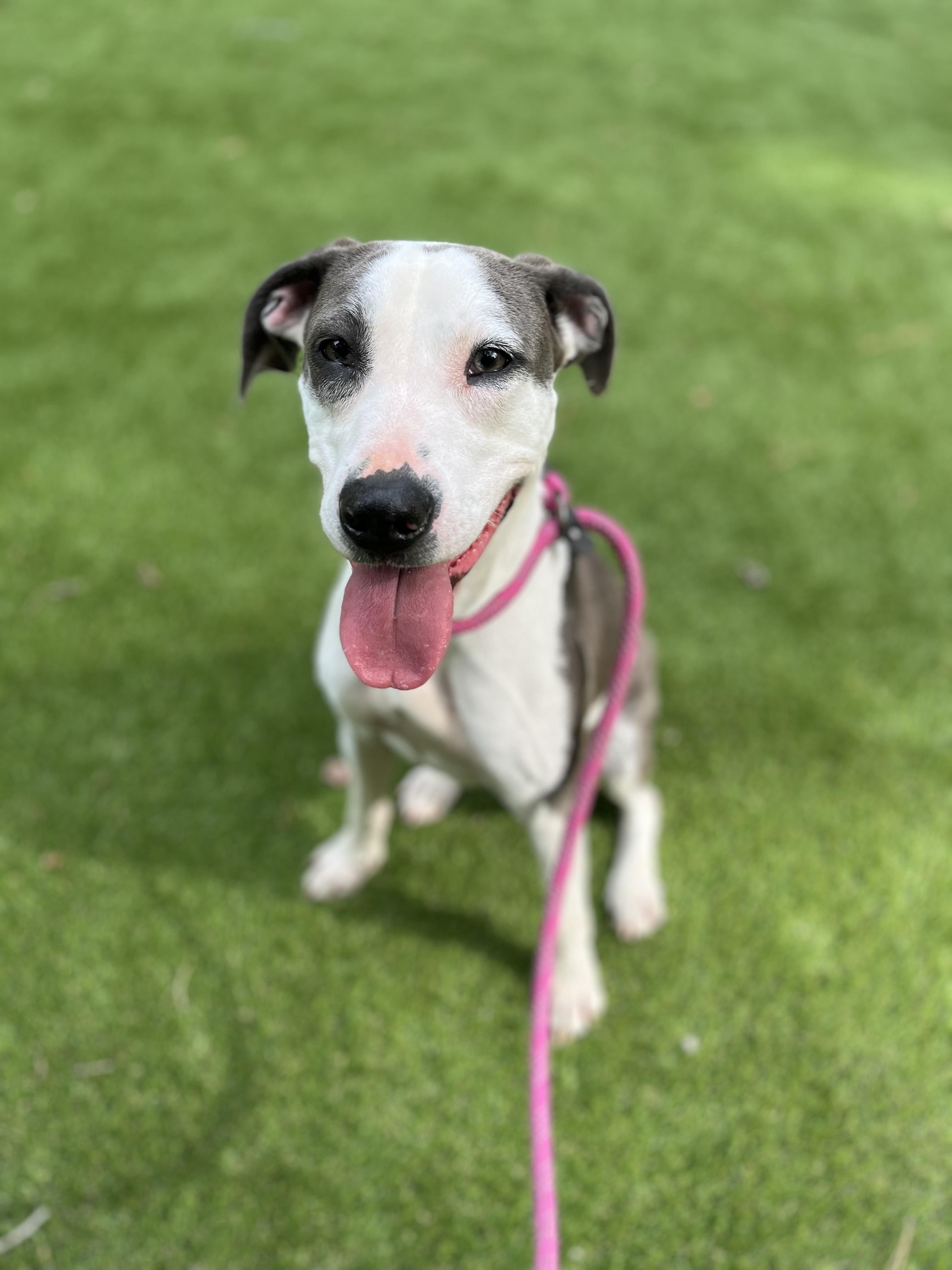 Dog for adoption Lucy, a Pit Bull Terrier Mix in Oglesby, IL Petfinder