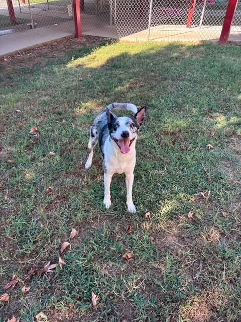 Enlarge Rhinestone, a ADOPTABLE mixed breed in Fayetteville, AR image 2/4