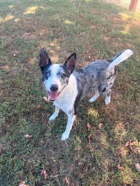 Rhinestone, ADOPTABLE, Adult Female Australian Shepherd & Catahoula Leopard Dog.