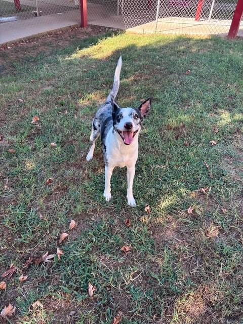 Enlarge Rhinestone, a ADOPTABLE mixed breed in Fayetteville, AR image 3/4