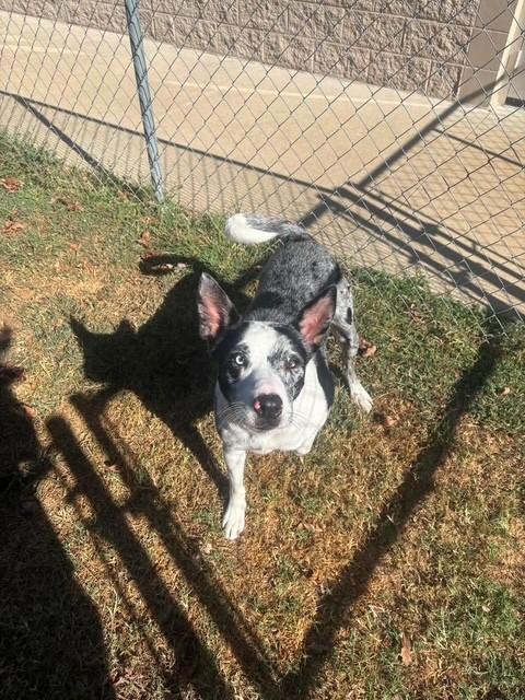 Enlarge Rhinestone, a ADOPTABLE mixed breed in Fayetteville, AR image 4/4
