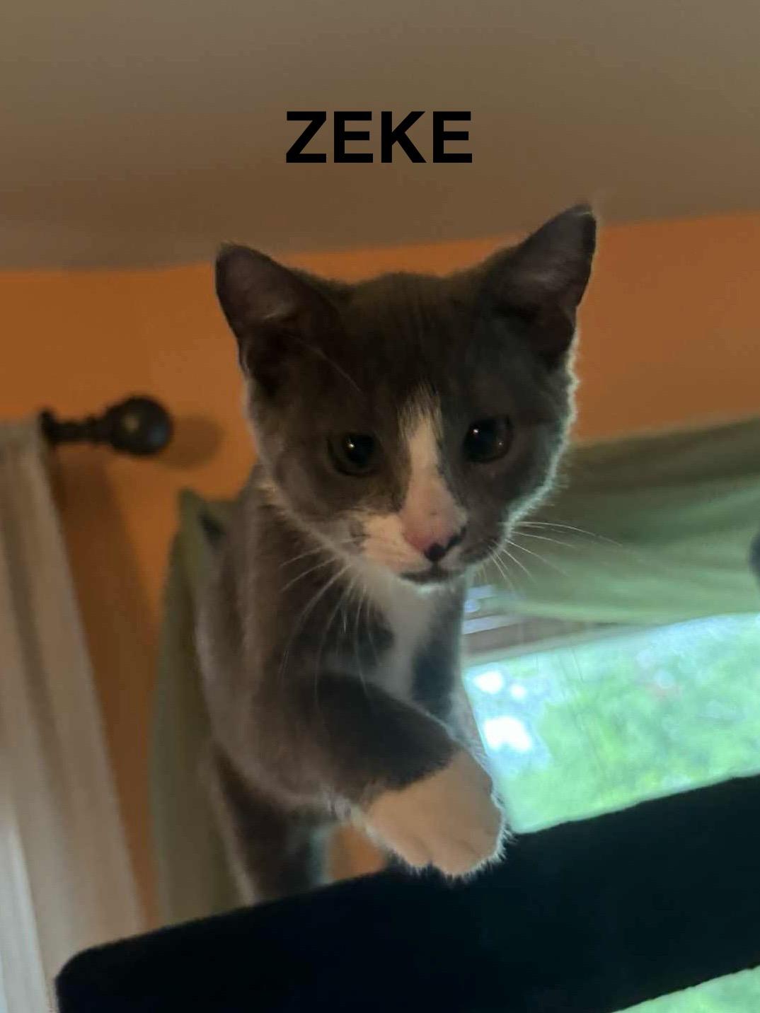 Enlarge Zeke, a Adopted Domestic Short Hair in Phenix City, AL image 1/4