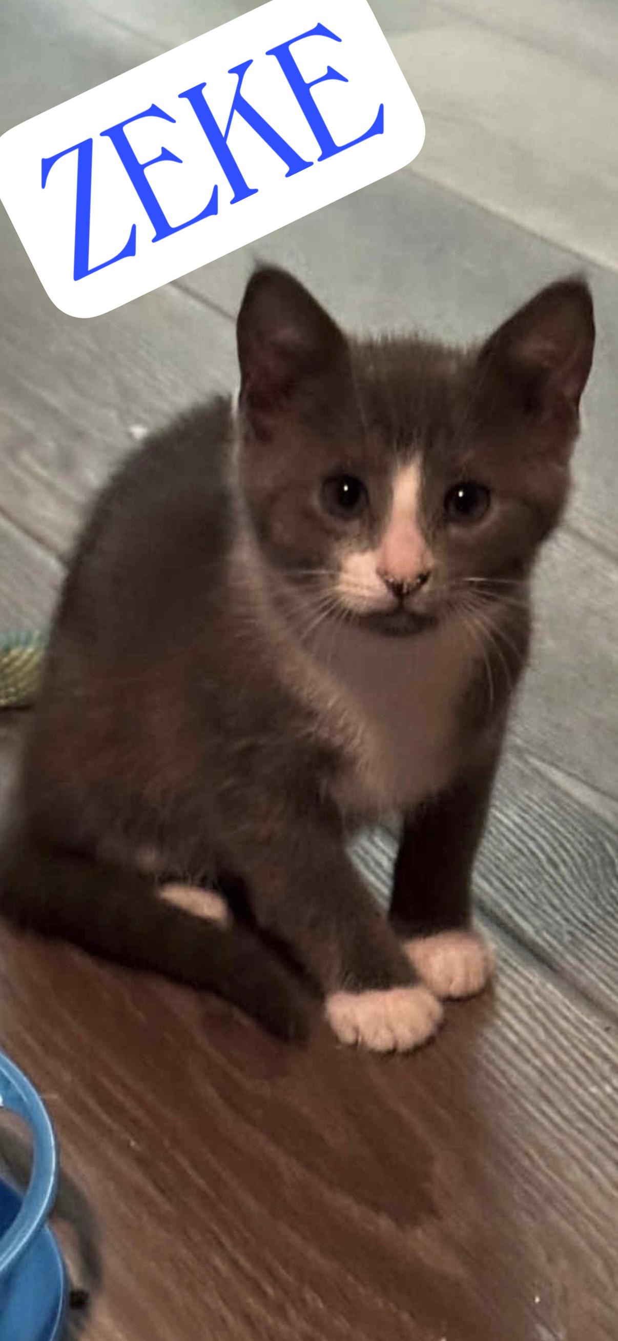 Enlarge Zeke, a Adopted Domestic Short Hair in Phenix City, AL image 2/4