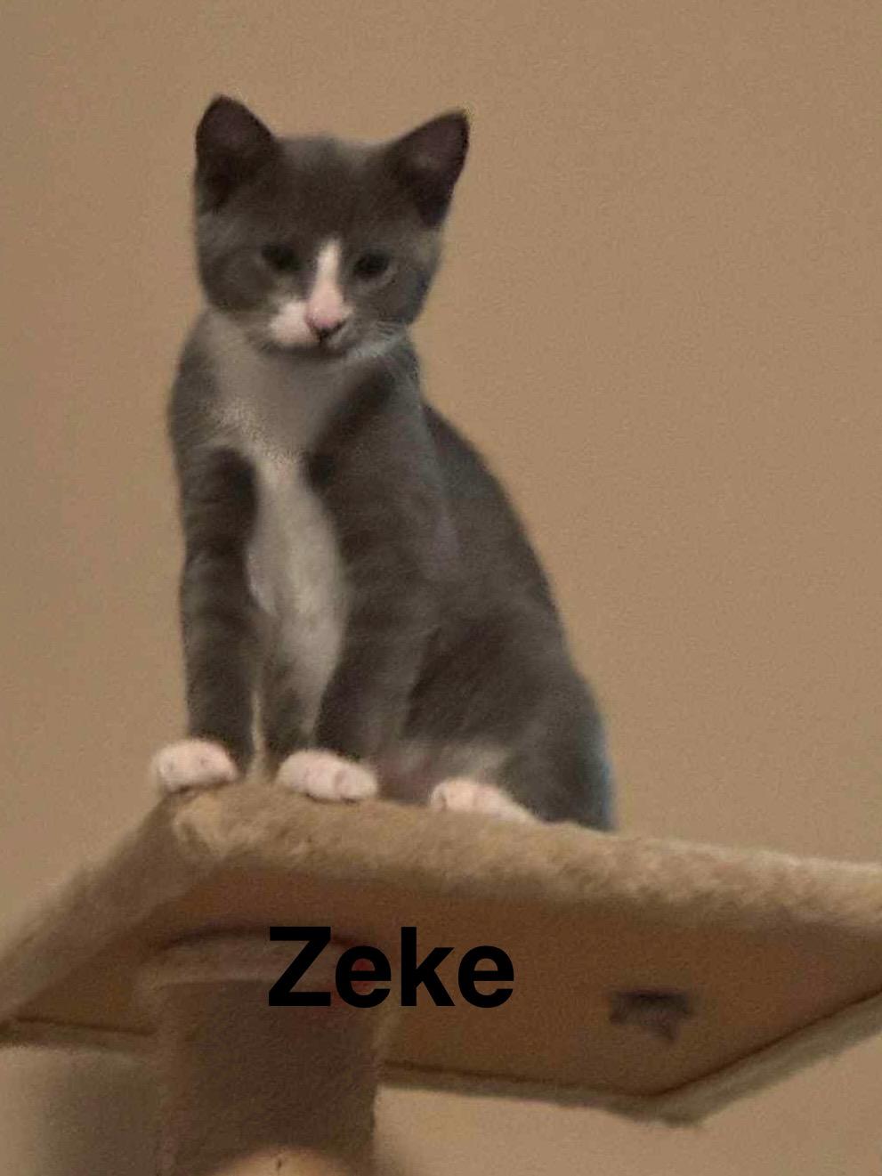 Enlarge Zeke, a Adopted Domestic Short Hair in Phenix City, AL image 4/4
