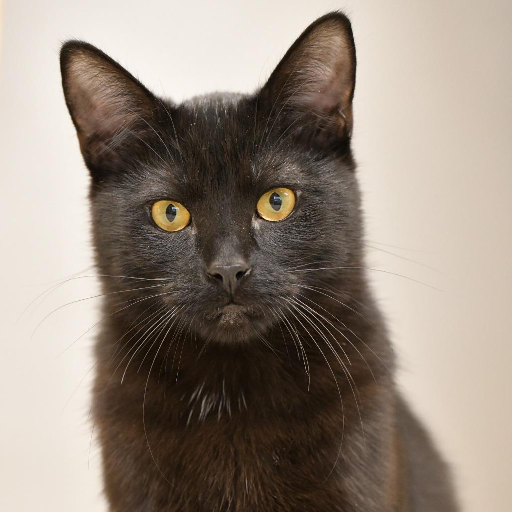 Binx — thumbnail 2