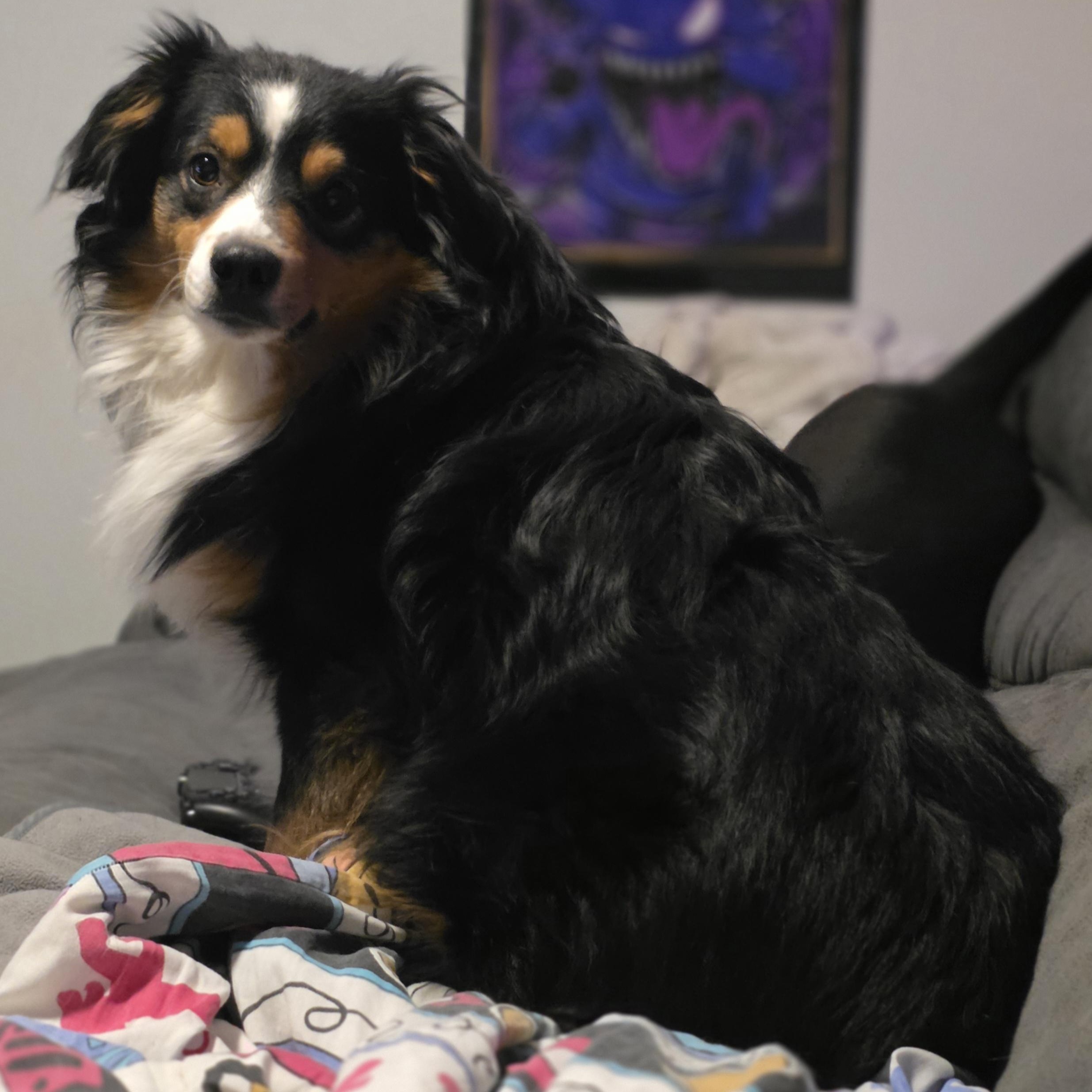 Enlarge Turbo, a Adoptable Australian Shepherd in Lincoln, NE image 5/6