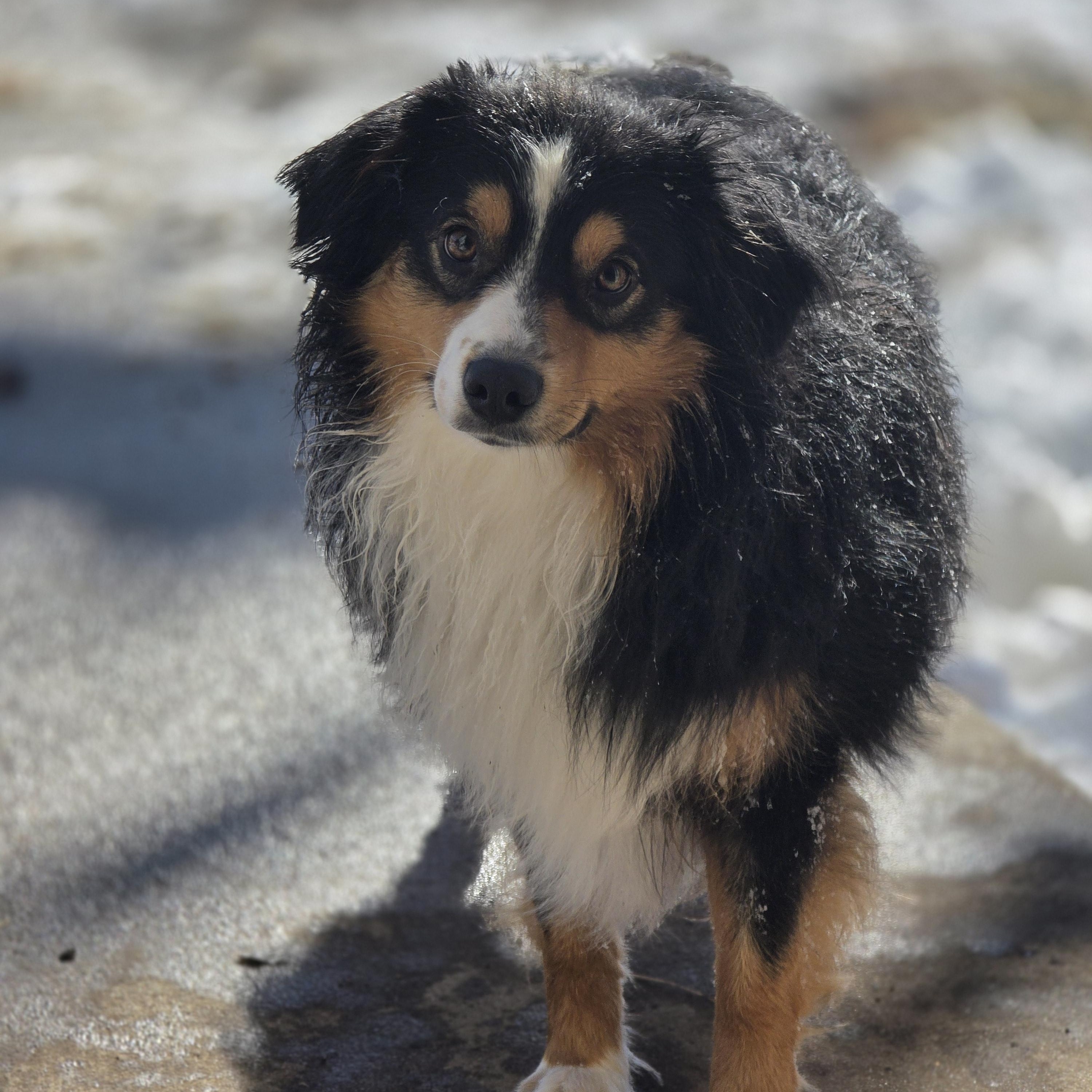 Turbo, Adoptable, Adult Male Australian Shepherd.