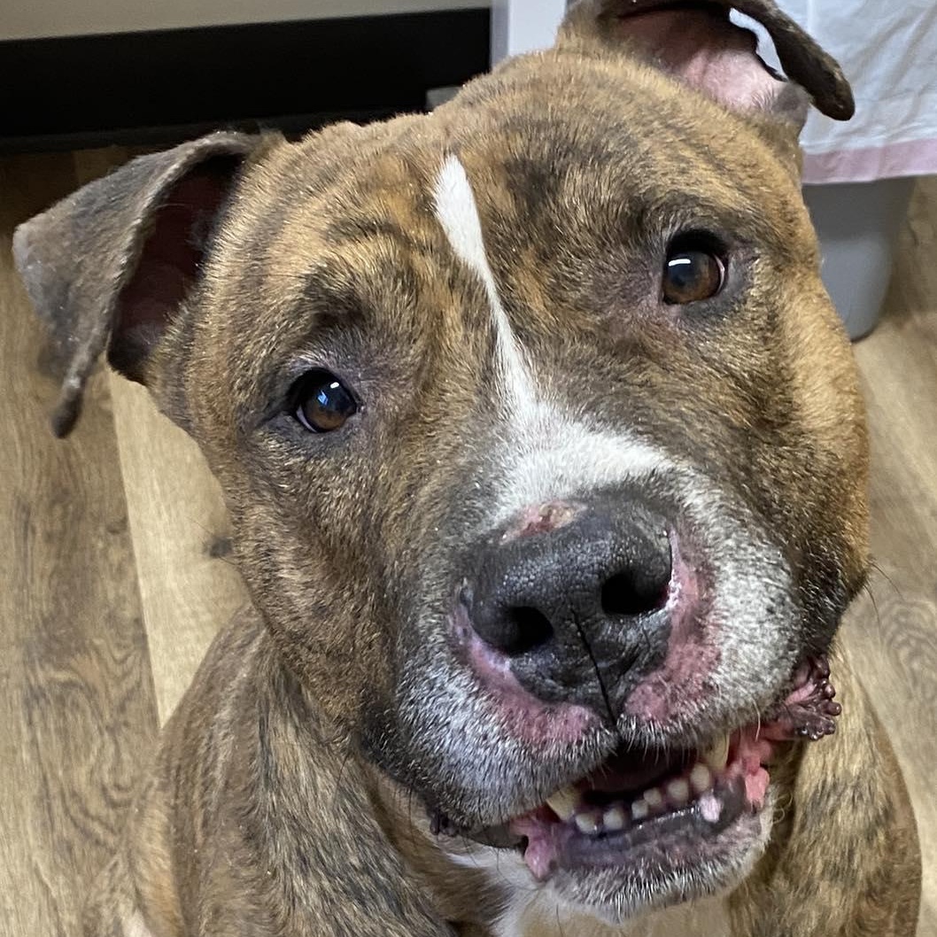 Enlarge Toby, a ADOPTABLE mixed breed in Dixon, IL image 1/1