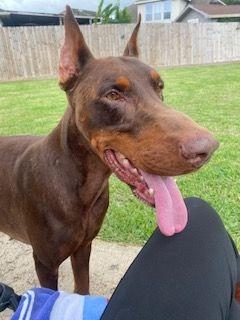 Zephyr, a Adoptable Doberman Pinscher in Pittsburgh, PA image 2/6