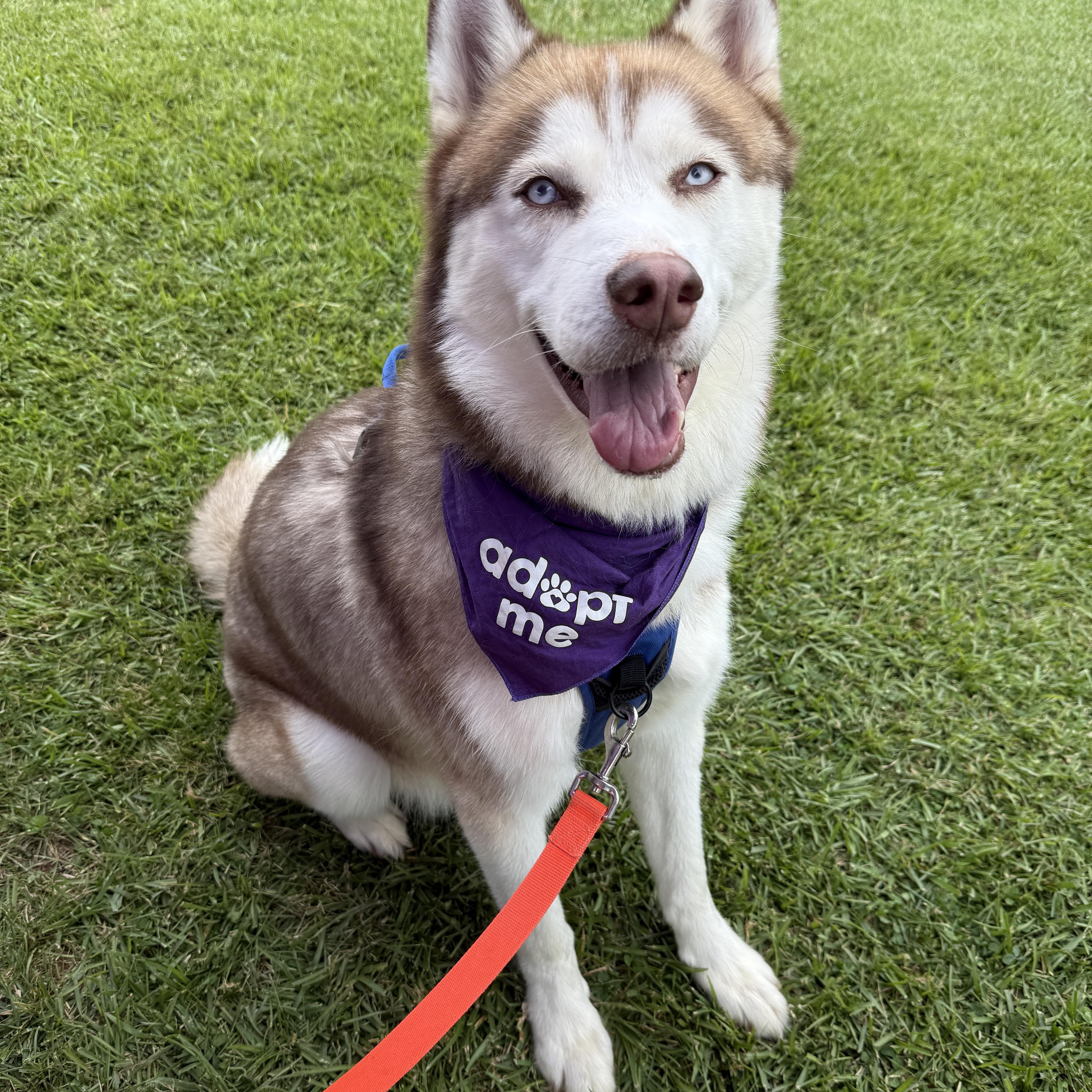 Enlarge Odin, a Adoptable Siberian Husky in Cumming, GA image 5/6