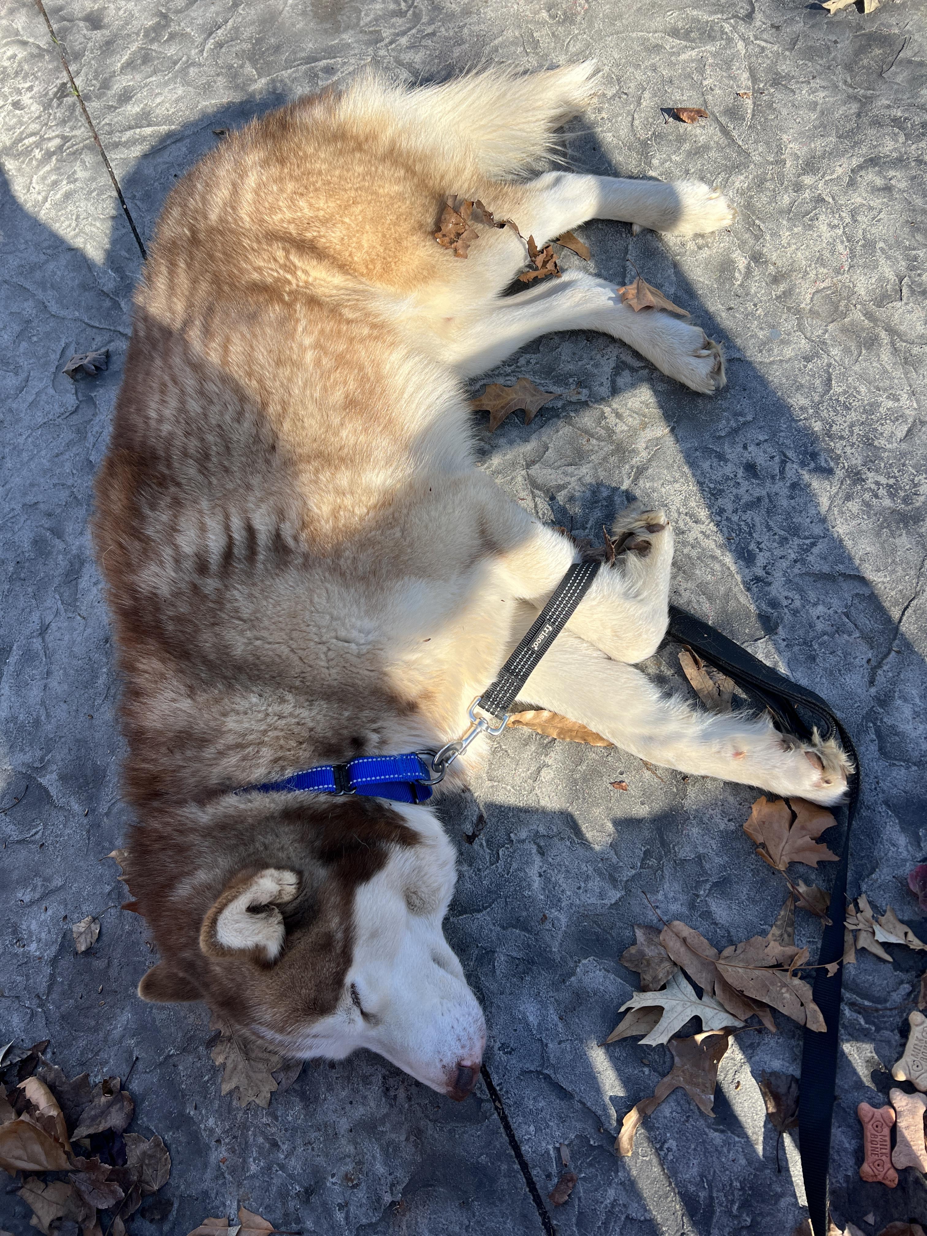 Enlarge Odin, a Adoptable Siberian Husky in Cumming, GA image 6/6