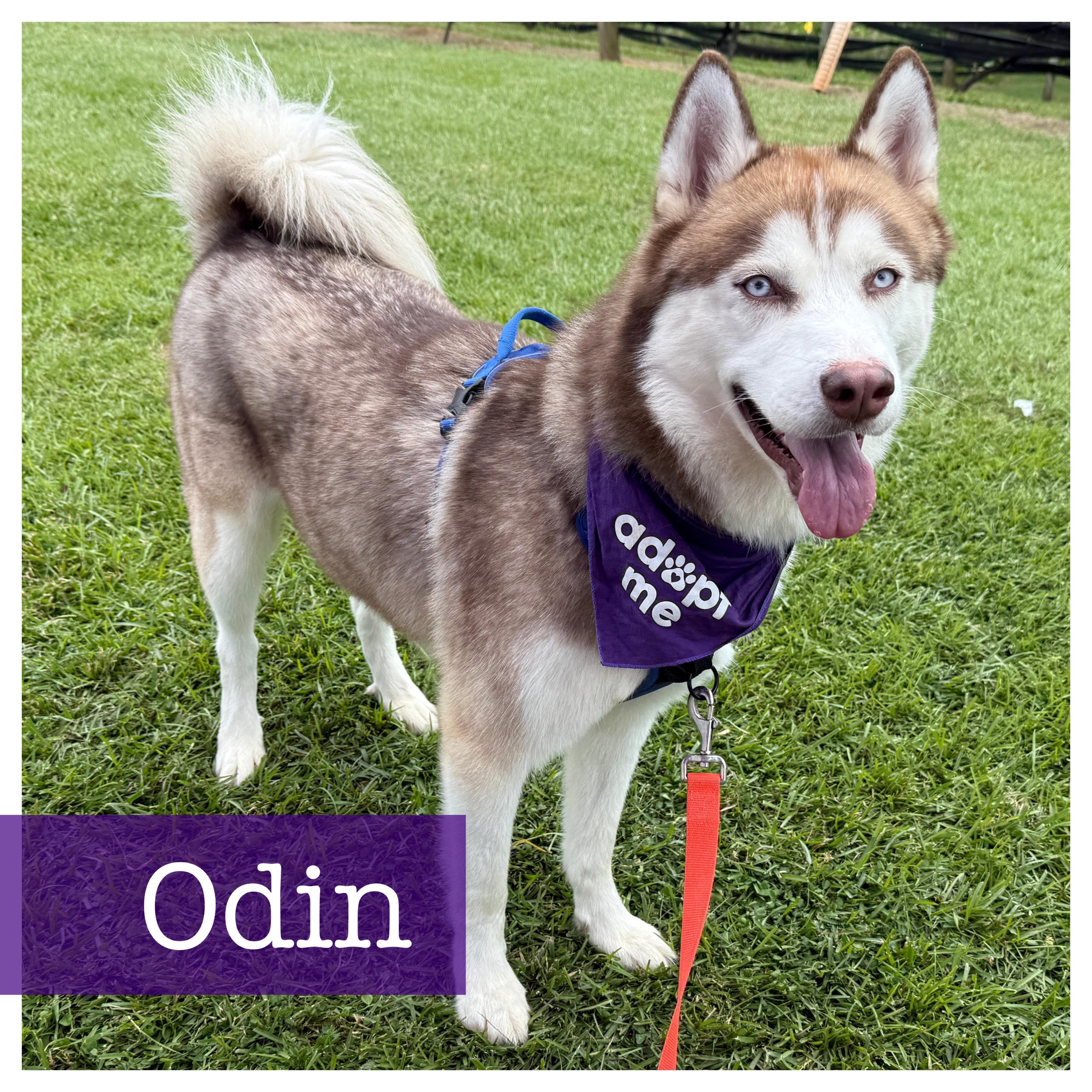 Enlarge Odin, a Adoptable Siberian Husky in Cumming, GA image 1/6
