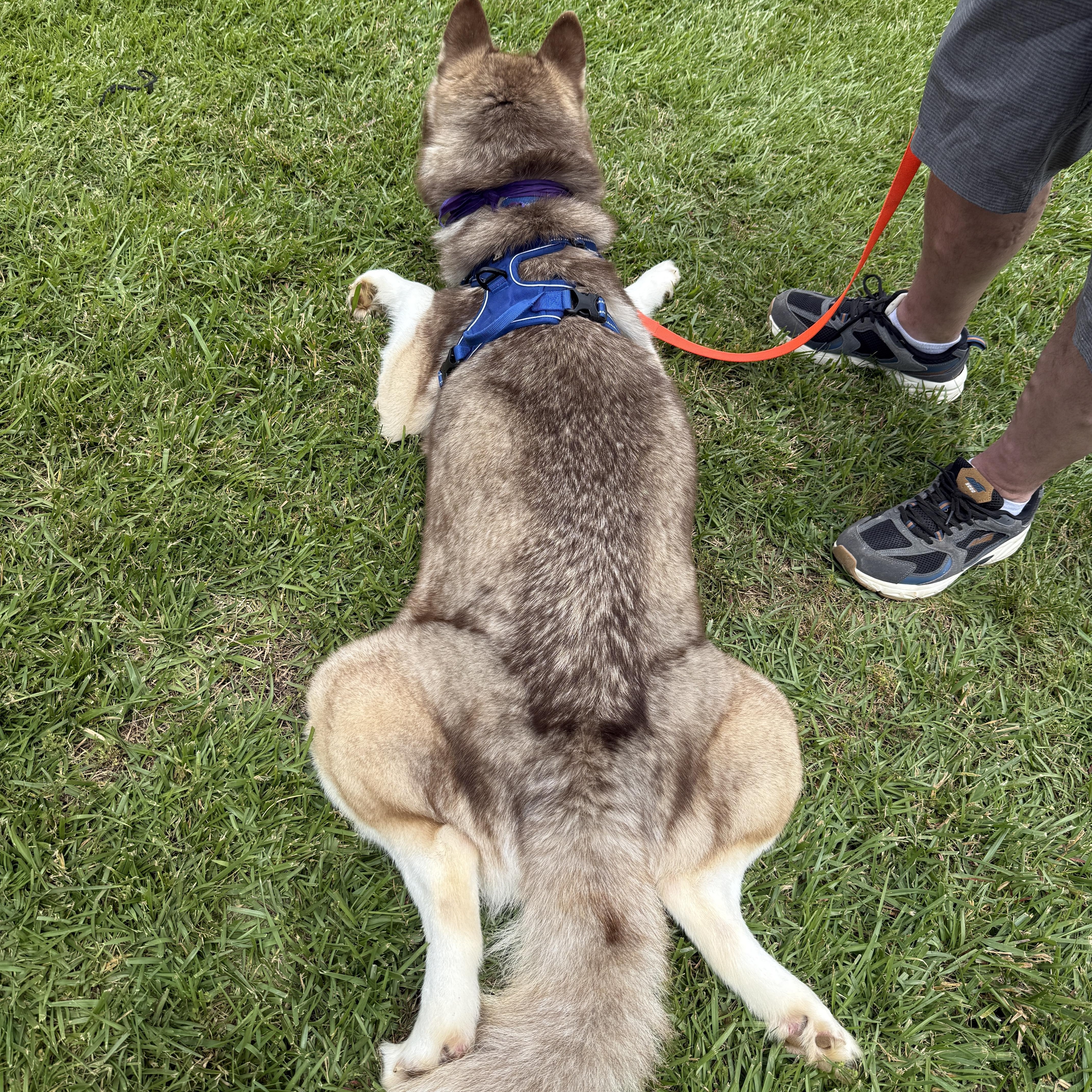 Enlarge Odin, a Adoptable Siberian Husky in Cumming, GA image 2/6