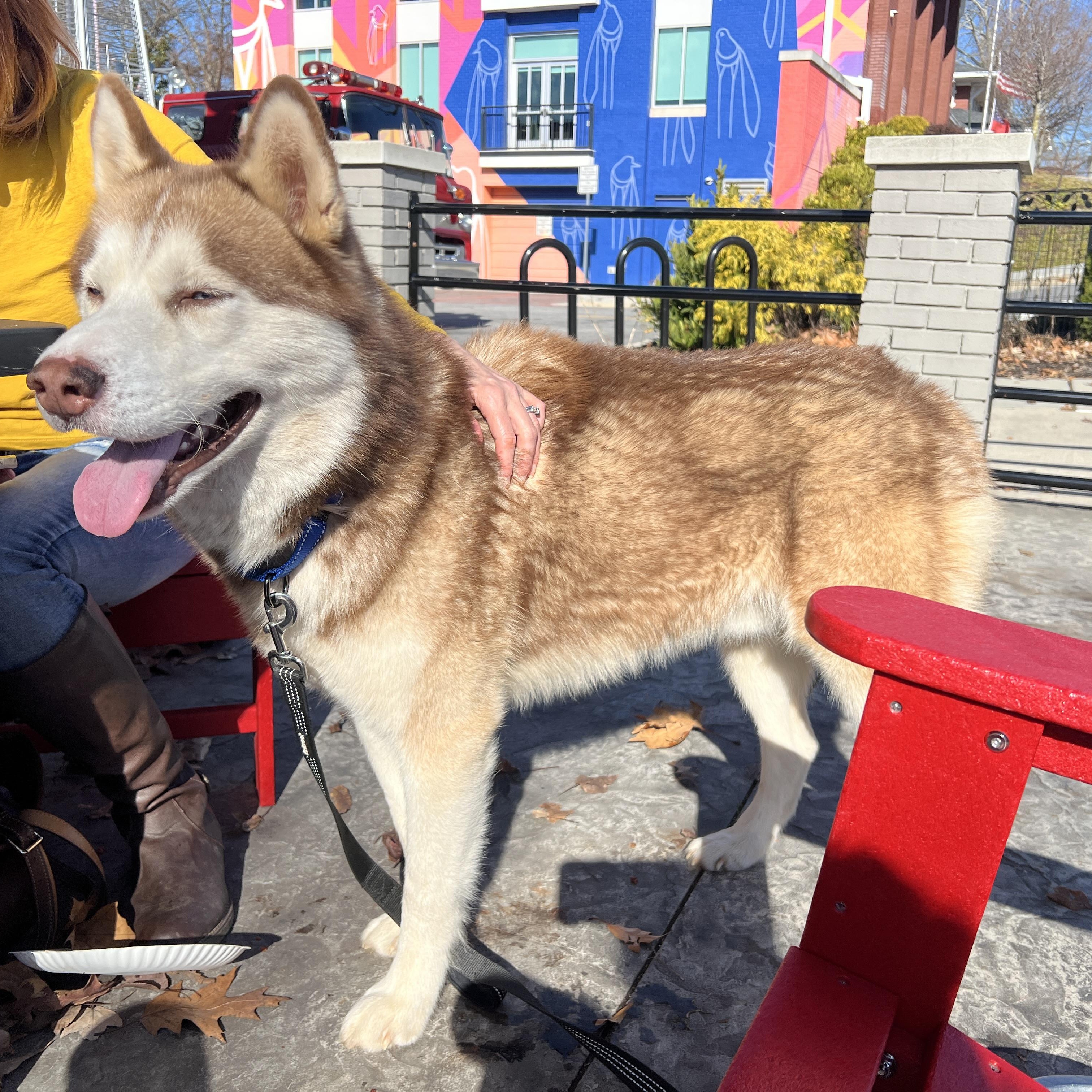 Enlarge Odin, a Adoptable Siberian Husky in Cumming, GA image 3/6