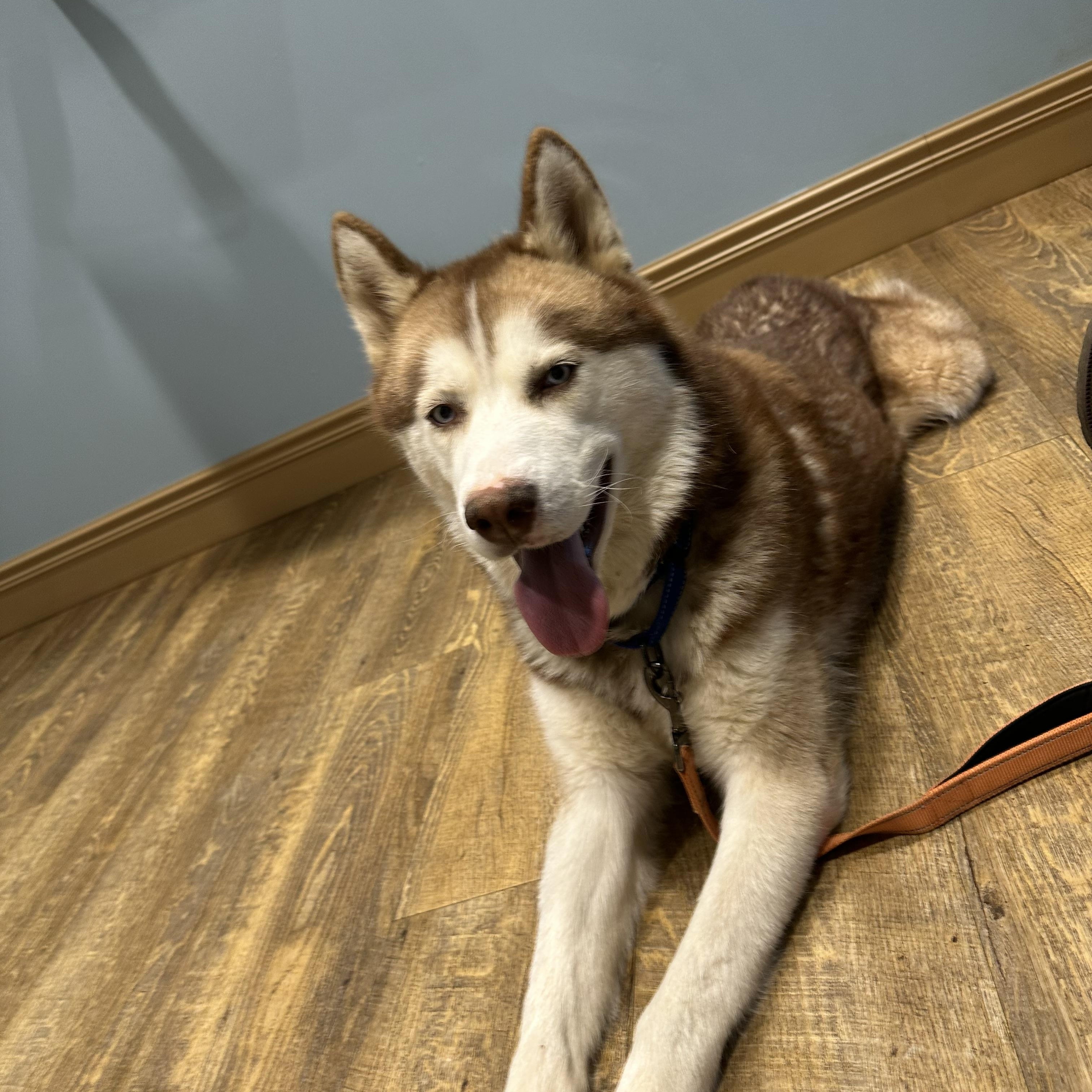 Enlarge Odin, a Adoptable Siberian Husky in Cumming, GA image 4/6