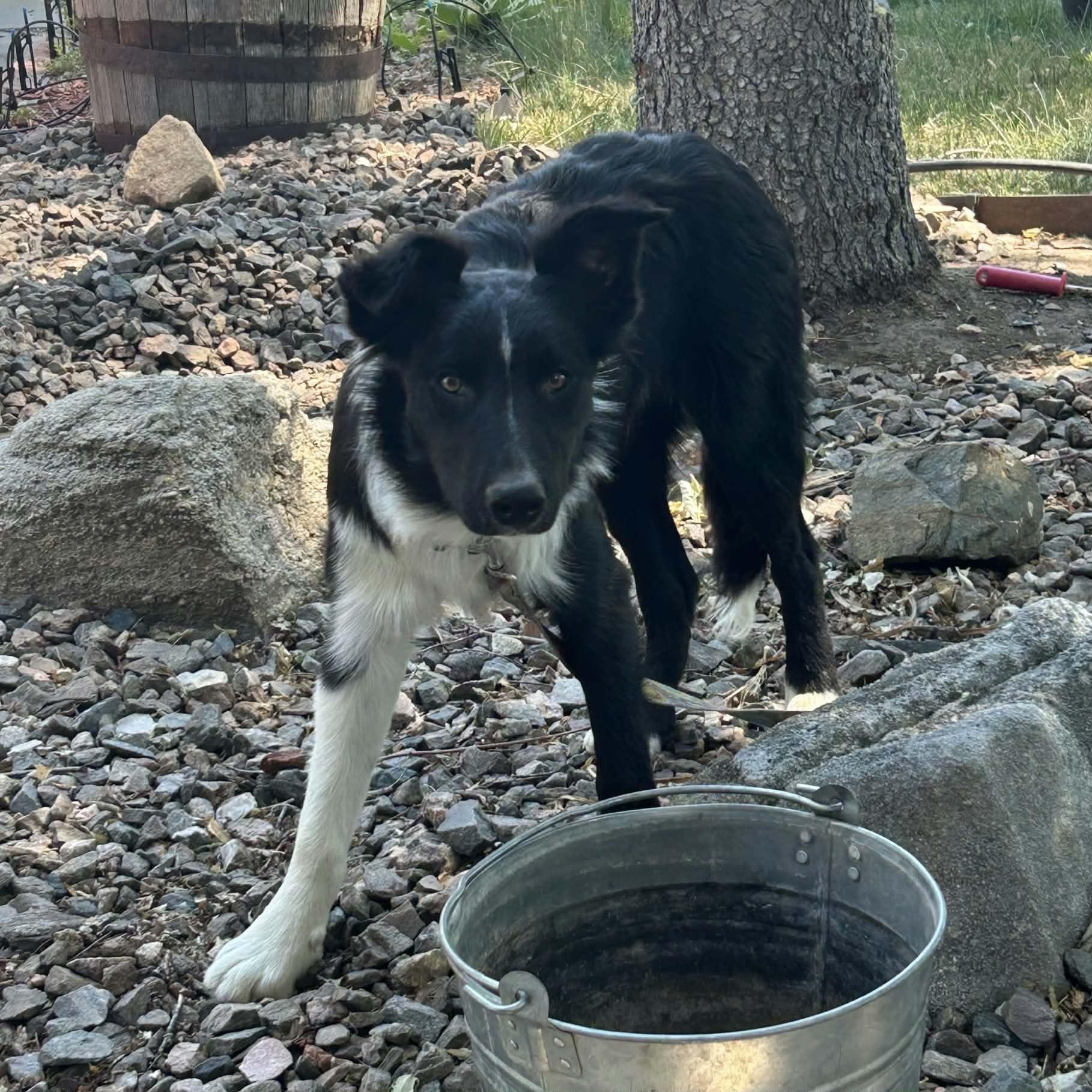 Enlarge JACE, a ADOPTABLE mixed breed in Loveland, CO image 4/5