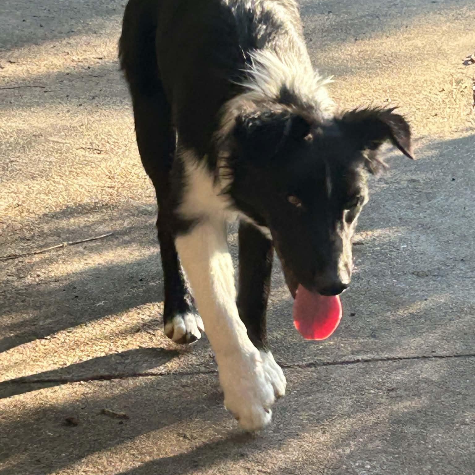 Enlarge JACE, a ADOPTABLE mixed breed in Loveland, CO image 5/5