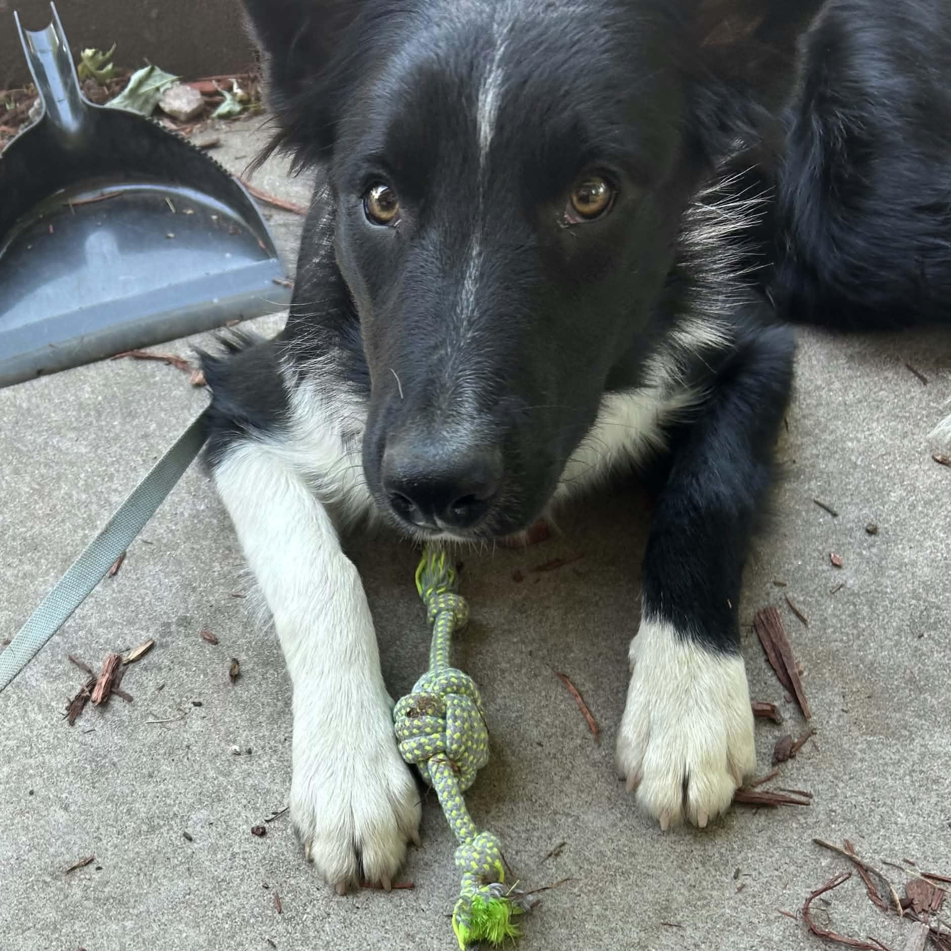 Enlarge JACE, a ADOPTABLE mixed breed in Loveland, CO image 2/5
