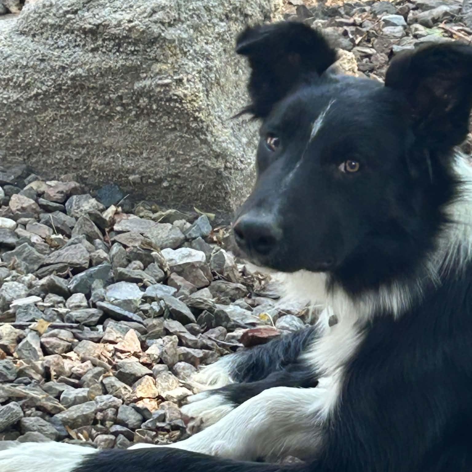 JACE, ADOPTABLE, Young Male Border Collie.