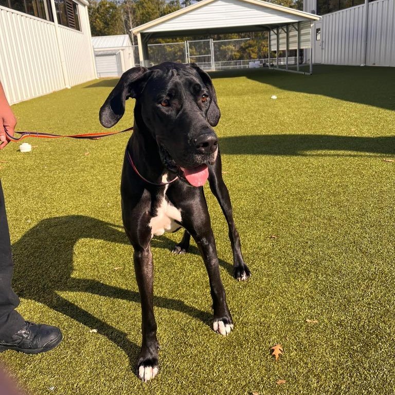 Lottie, ADOPTABLE, Young Female Great Dane.
