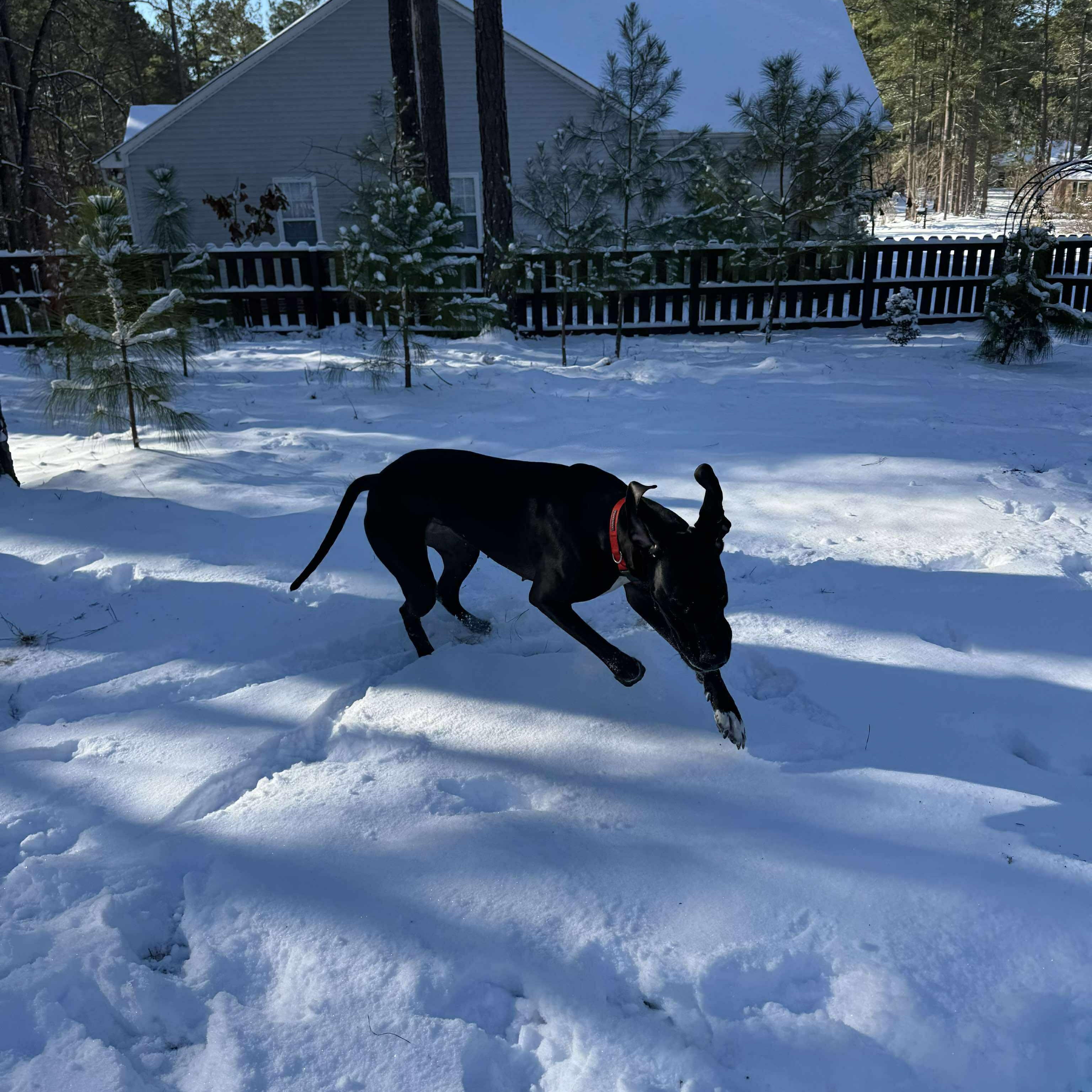 Lottie, a ADOPTABLE Great Dane in Sanford, NC image 2/5