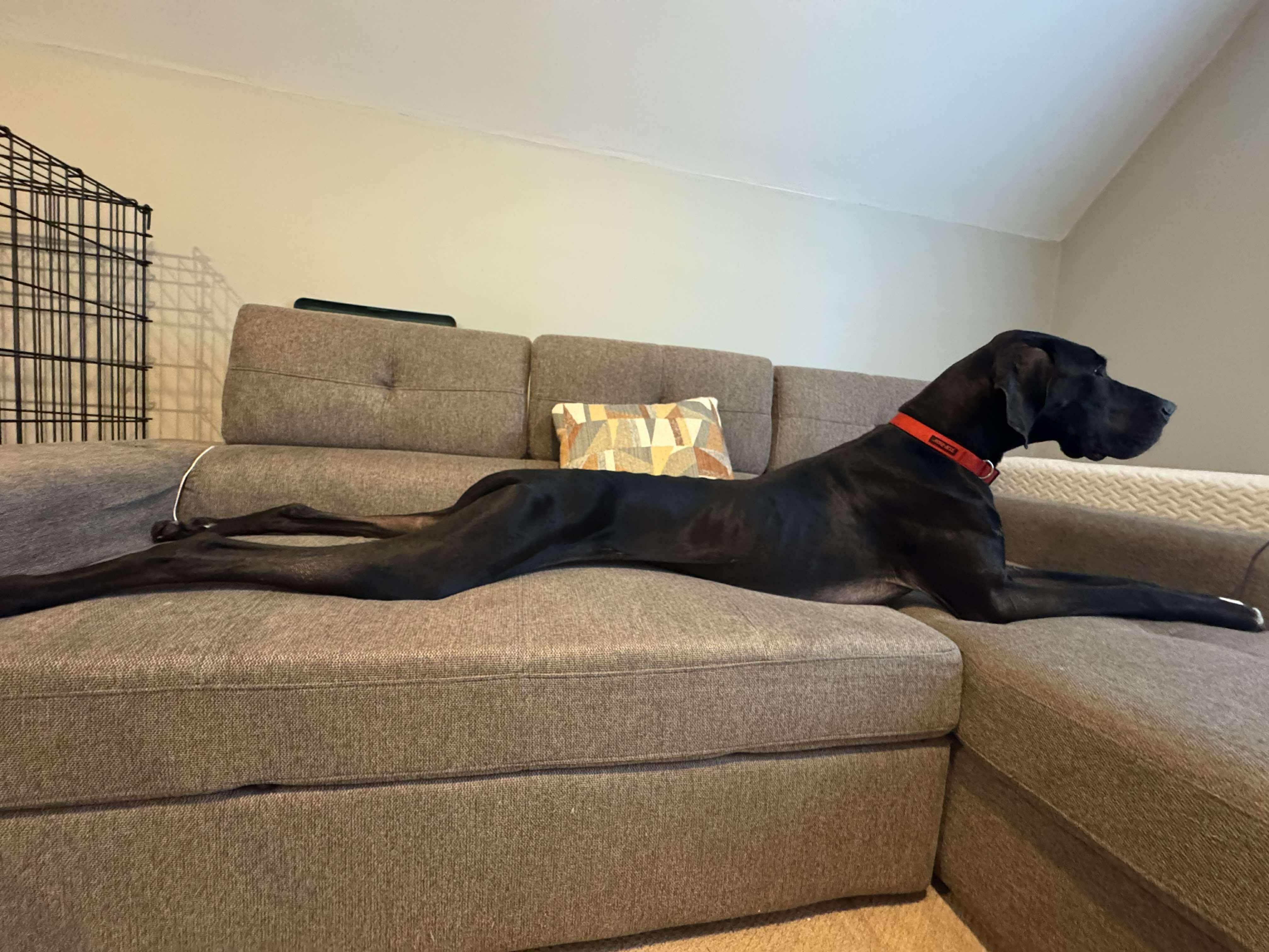 Lottie, a ADOPTABLE Great Dane in Sanford, NC image 5/5