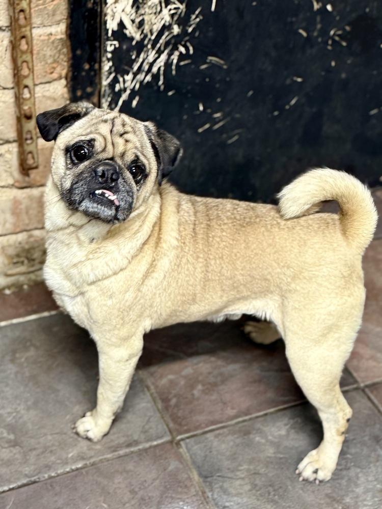 Tungsten, an adopted Pug in TUCSON, AZ image 2/4