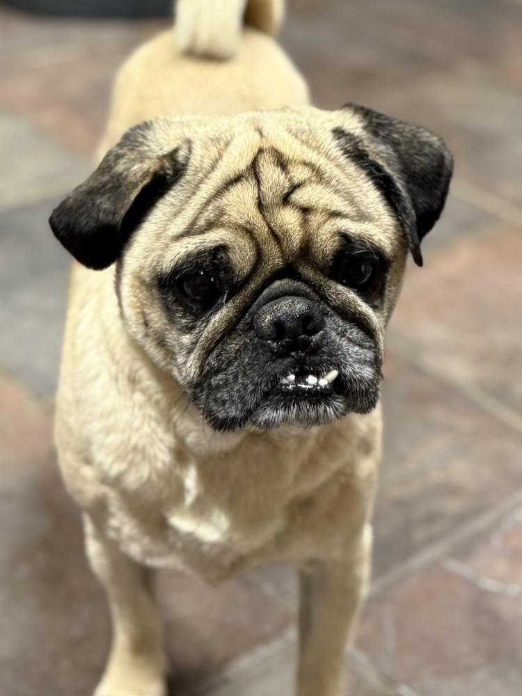 Tungsten, adopted, Adult Male Pug.