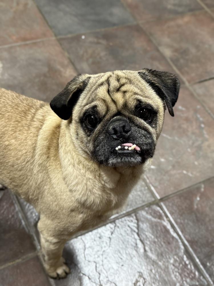 Tungsten, an adopted Pug in TUCSON, AZ image 4/4