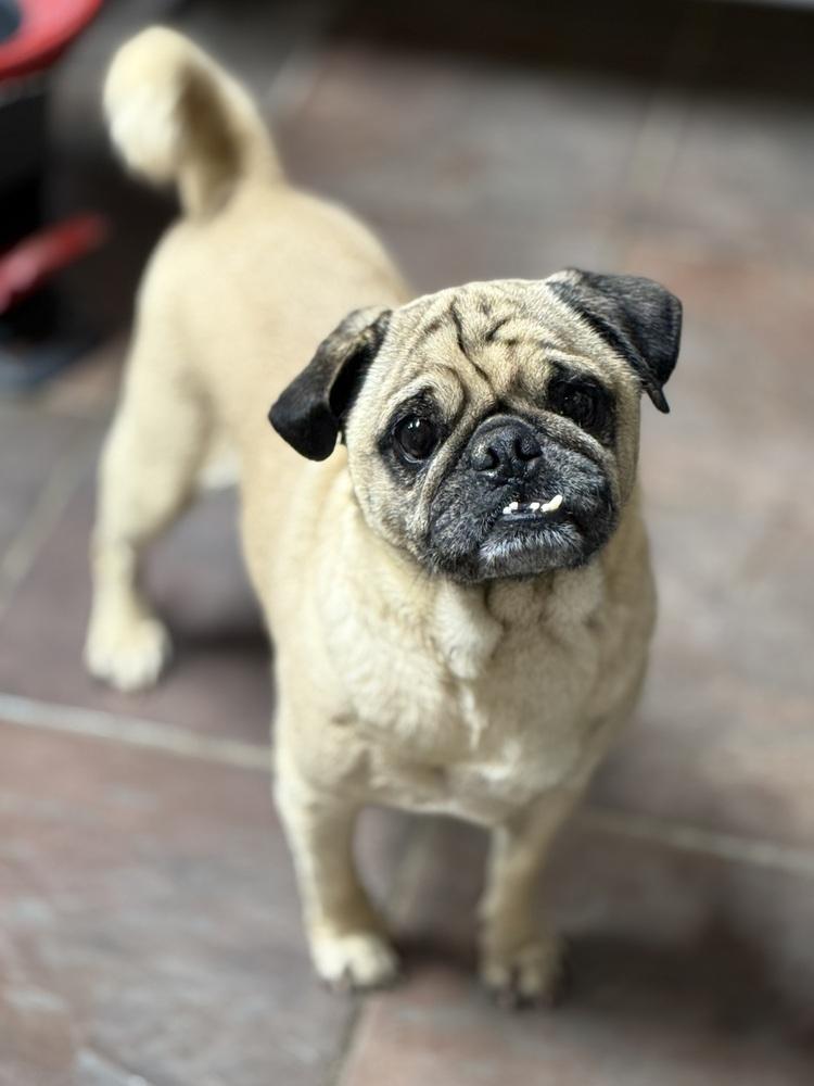 Tungsten, an adopted Pug in TUCSON, AZ image 3/4
