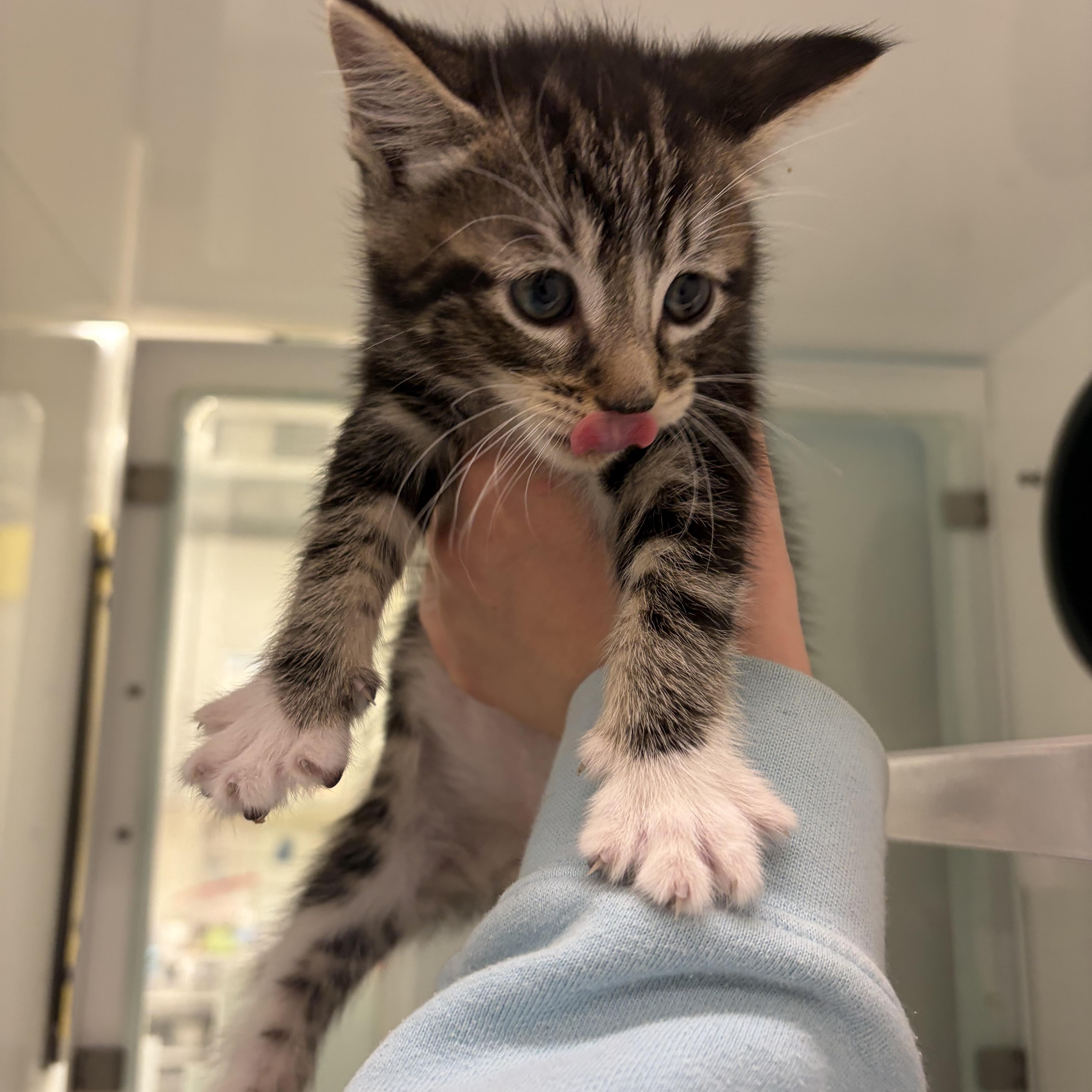 Tito, adopted, Kitten Male Domestic Short Hair.