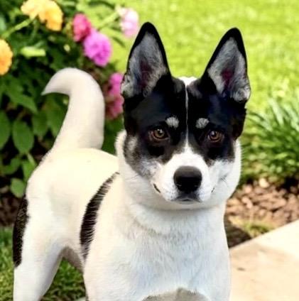 Loba, a Adoptable mixed breed in Perry, IA image 2/6