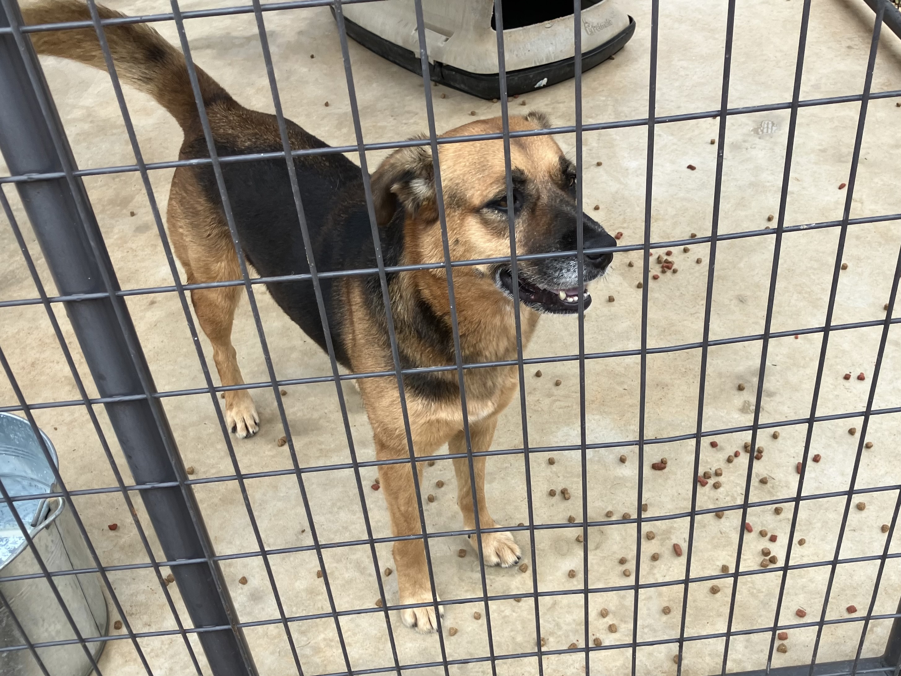 Enlarge Harli, a Adoptable German Shepherd Dog in Nocona, TX image 1/1