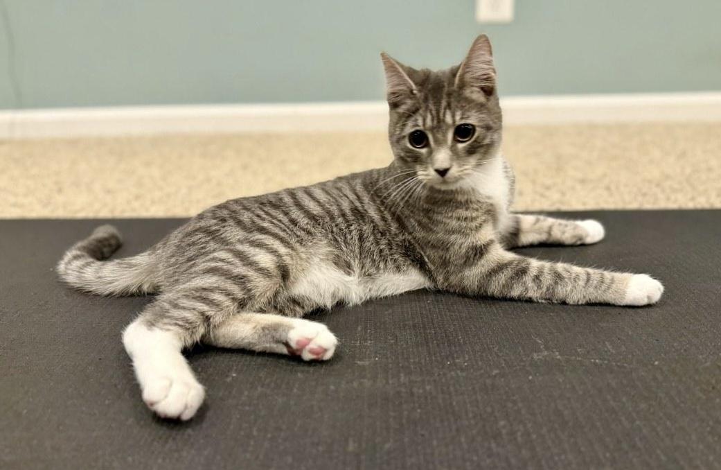 PETER, adopted, Kitten Male Domestic Short Hair.