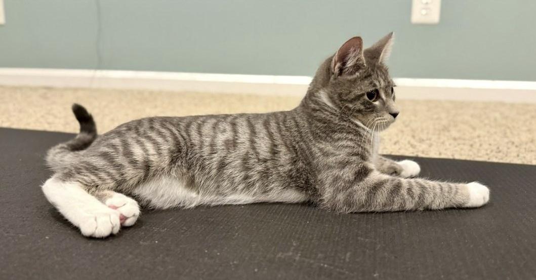 Enlarge PETER, an adopted Domestic Short Hair in Spotsylvania, VA image 2/3