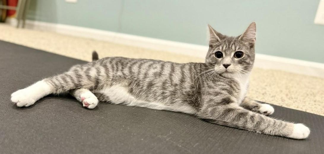 Enlarge PETER, an adopted Domestic Short Hair in Spotsylvania, VA image 3/3