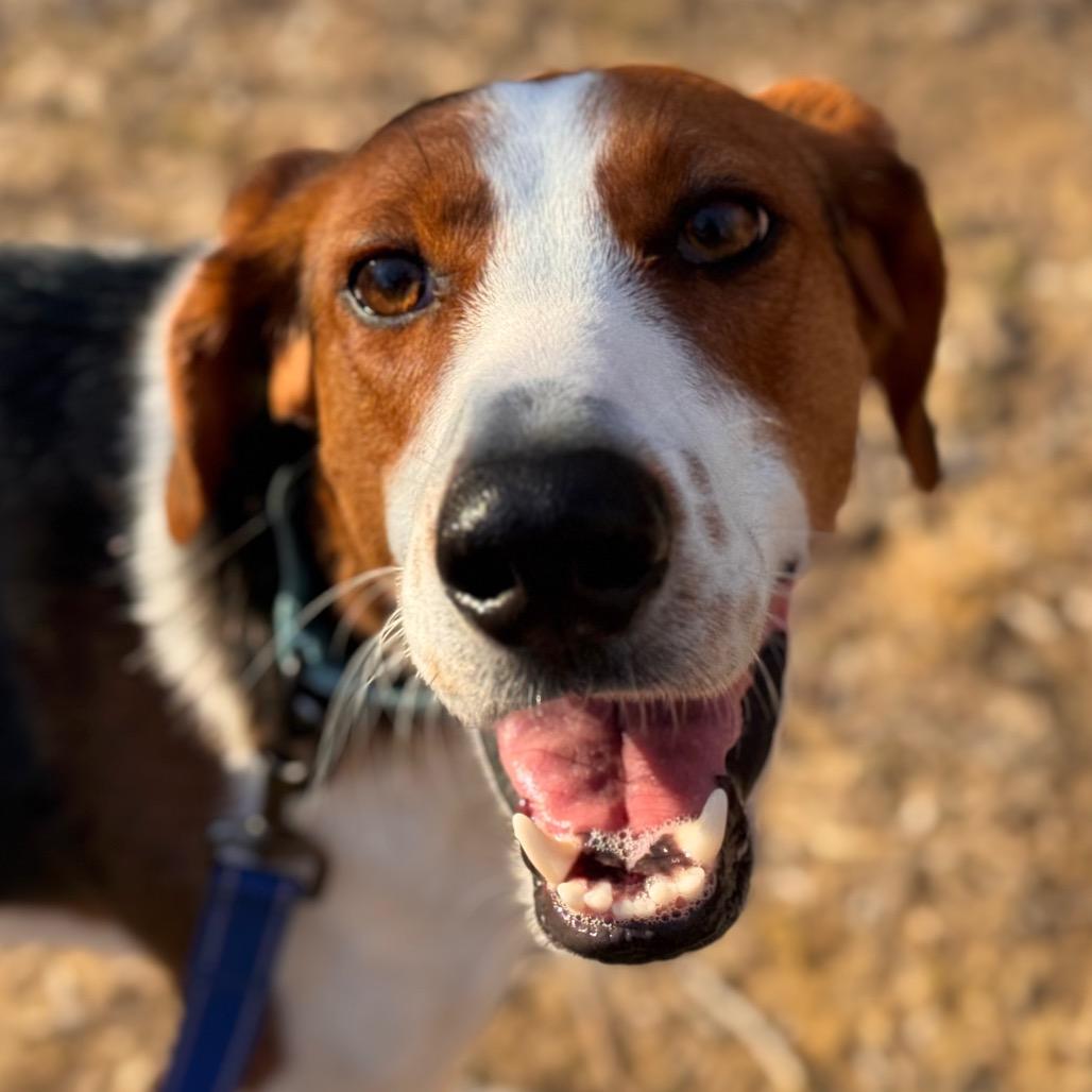 Merri, Adoptable, Young Male Foxhound.