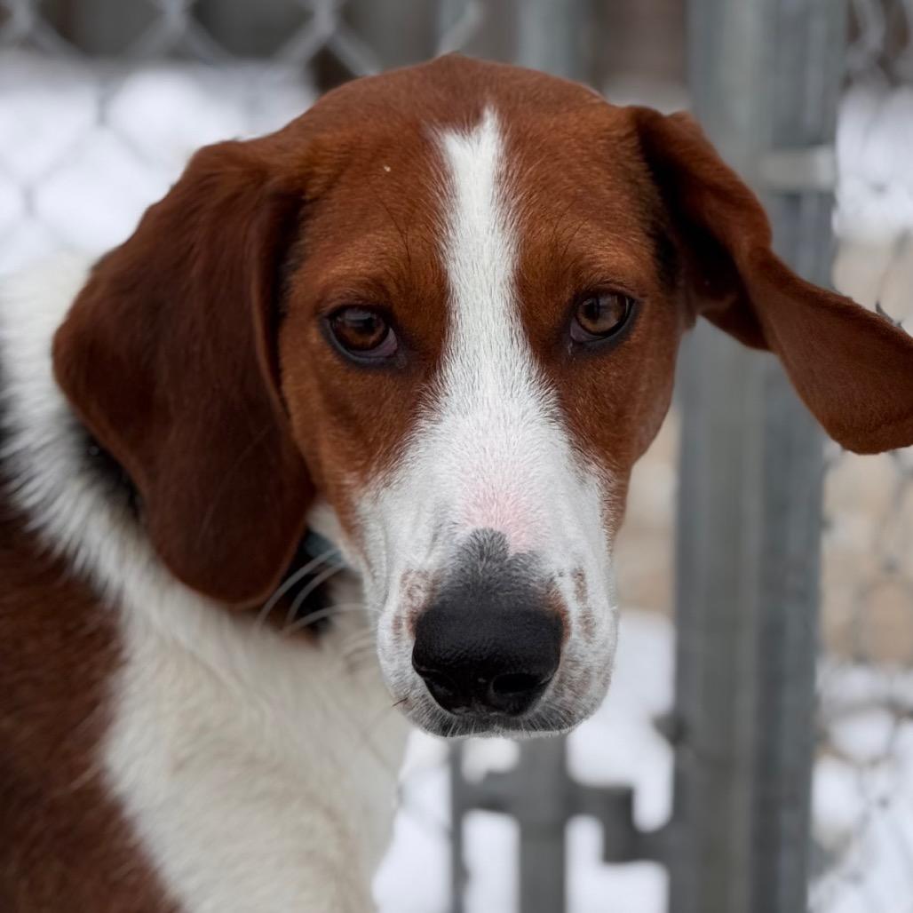 Merri, Adoptable, Young Male Foxhound.