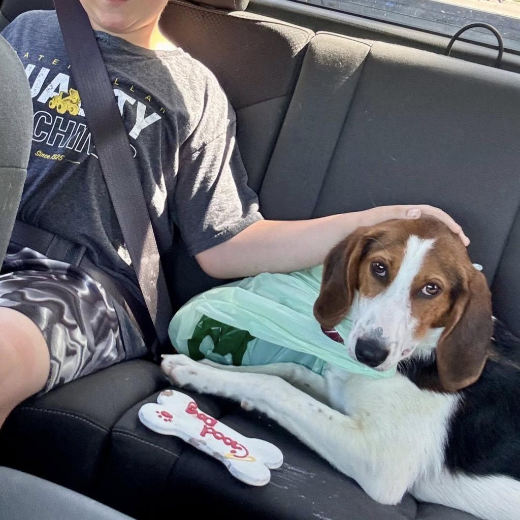 Merri, a Adoptable mixed breed in Pekin, IL image 3/6