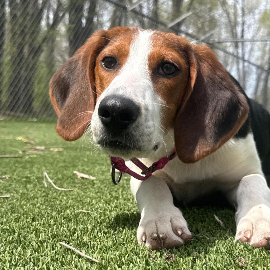 Merri, a Adoptable mixed breed in Pekin, IL image 5/6