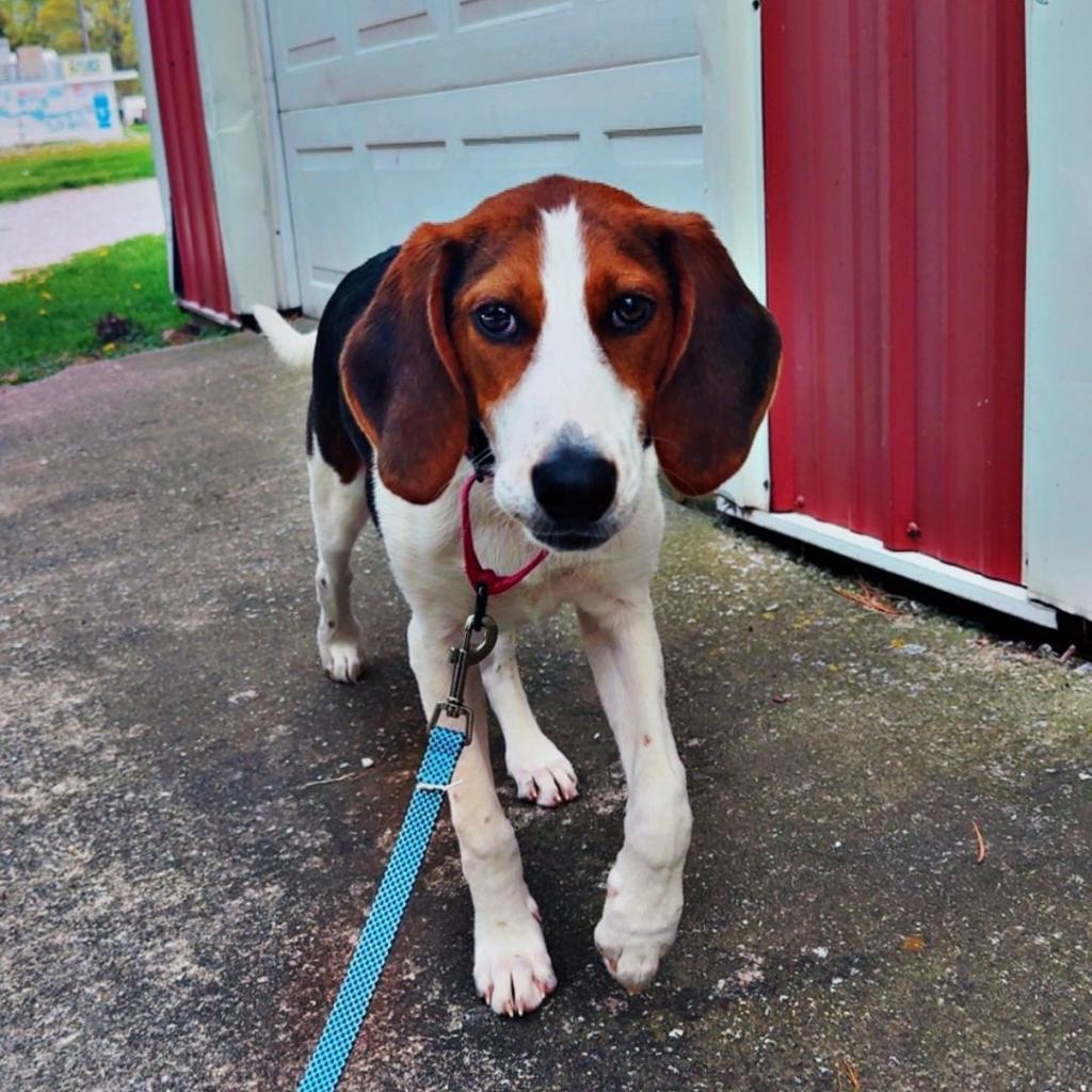 Merri, a Adoptable mixed breed in Pekin, IL image 6/6