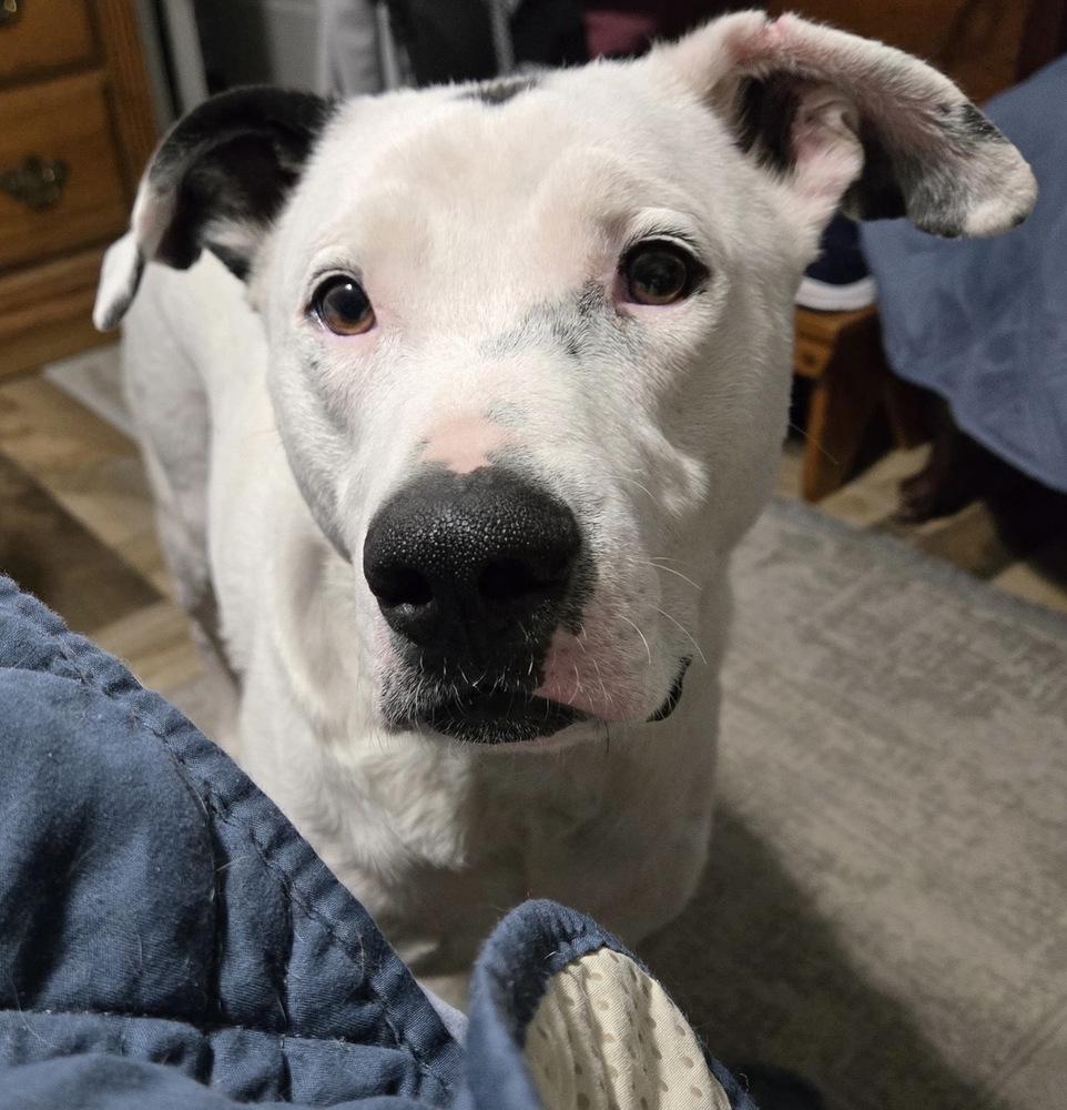 Ferguson, Adoptable, Young Male American Bully.