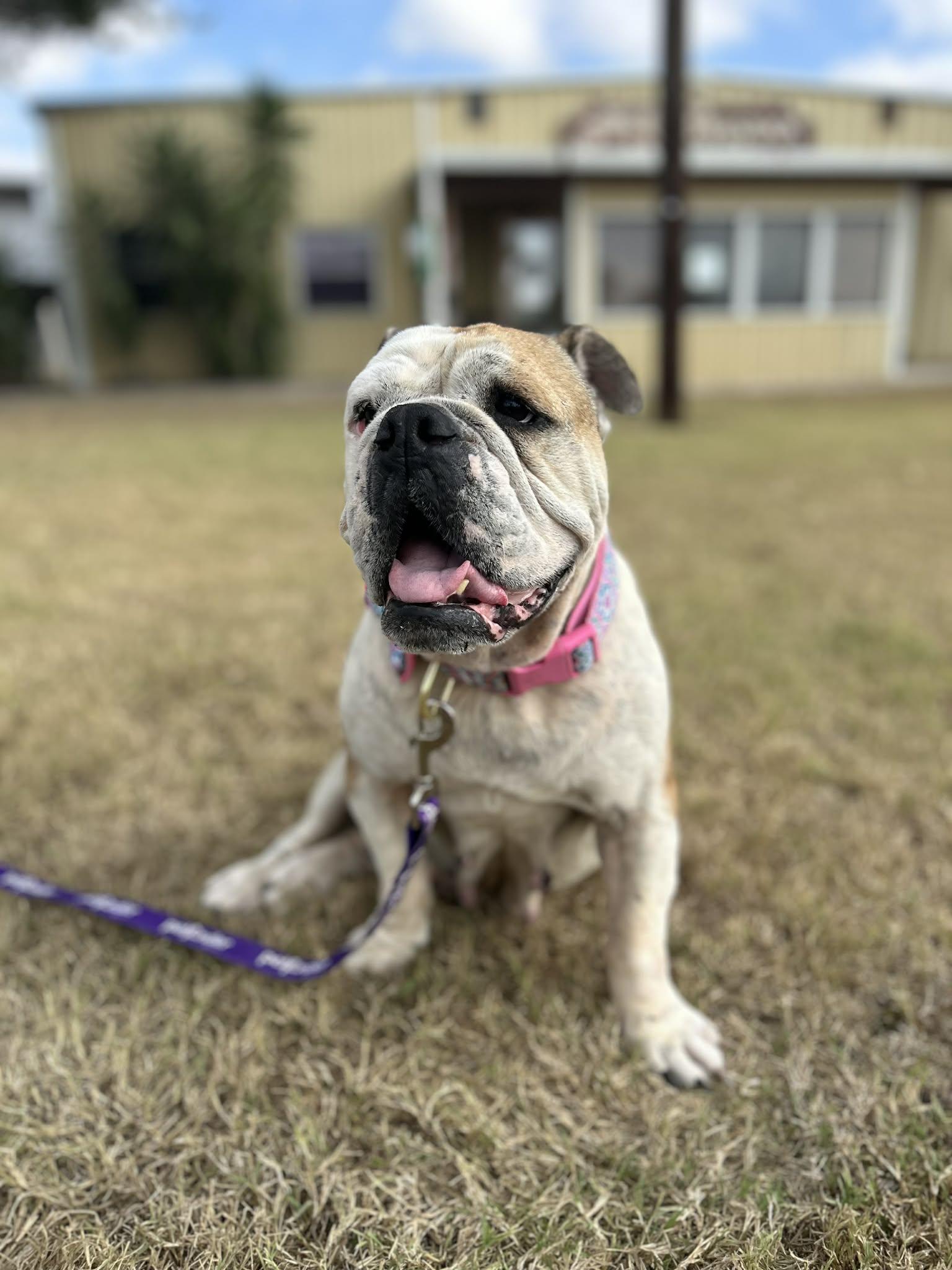 Gabby, Adoptable, Adult Female English Bulldog.