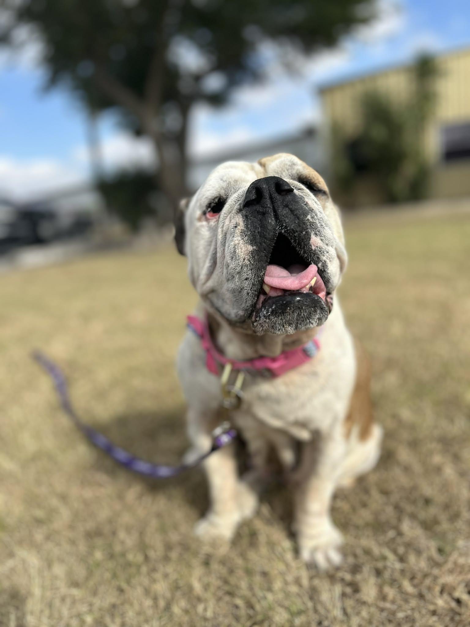 Gabby, a Adoptable English Bulldog in Monticello, NY image 2/3