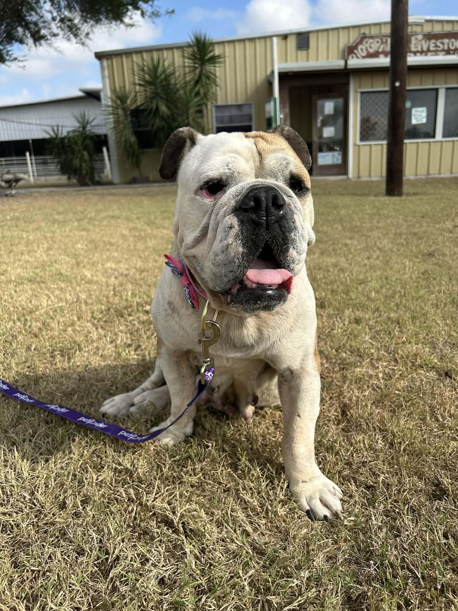Gabby, a Adoptable English Bulldog in Monticello, NY image 3/3
