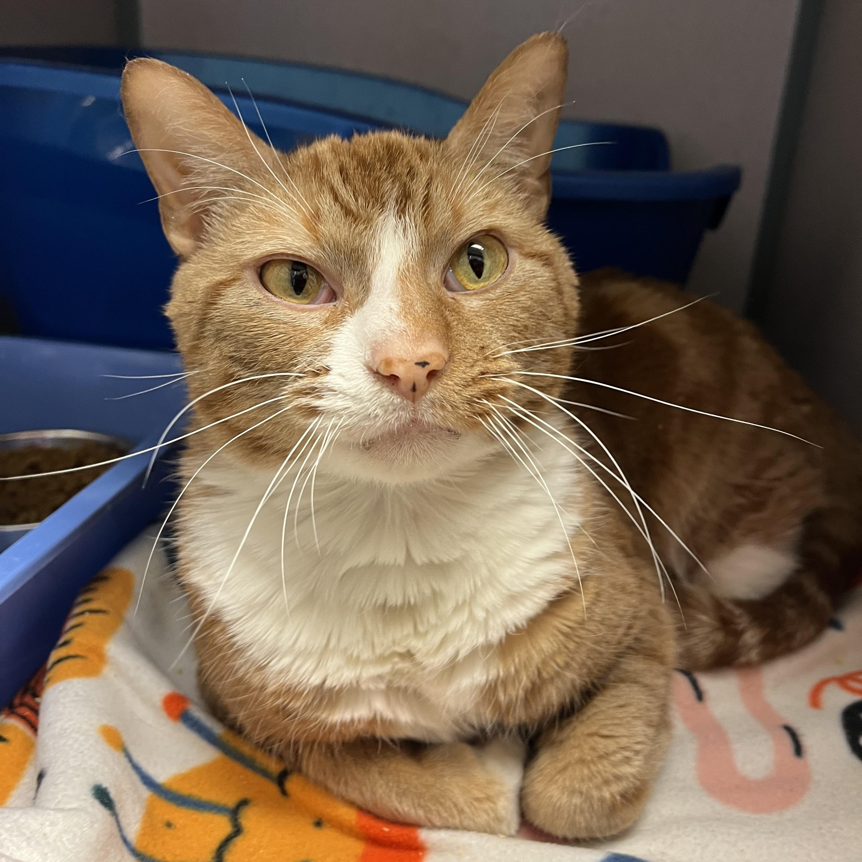 Zepplin — thumbnail 3