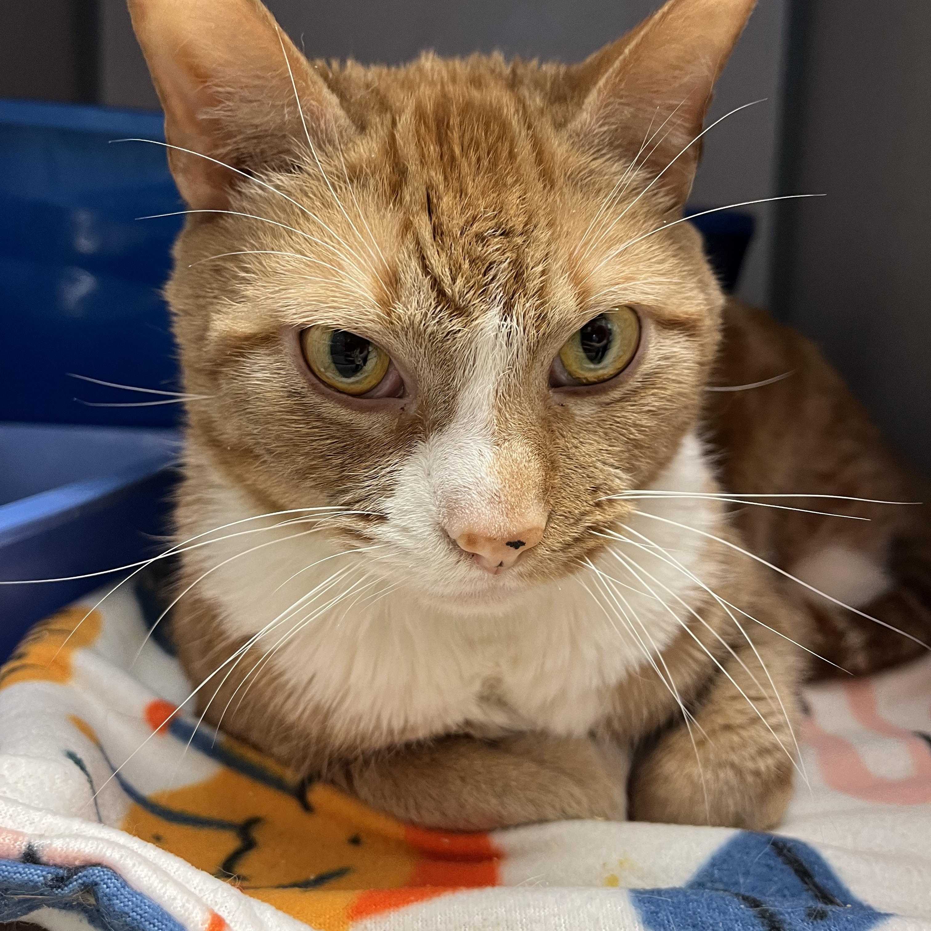 Zepplin — thumbnail 4