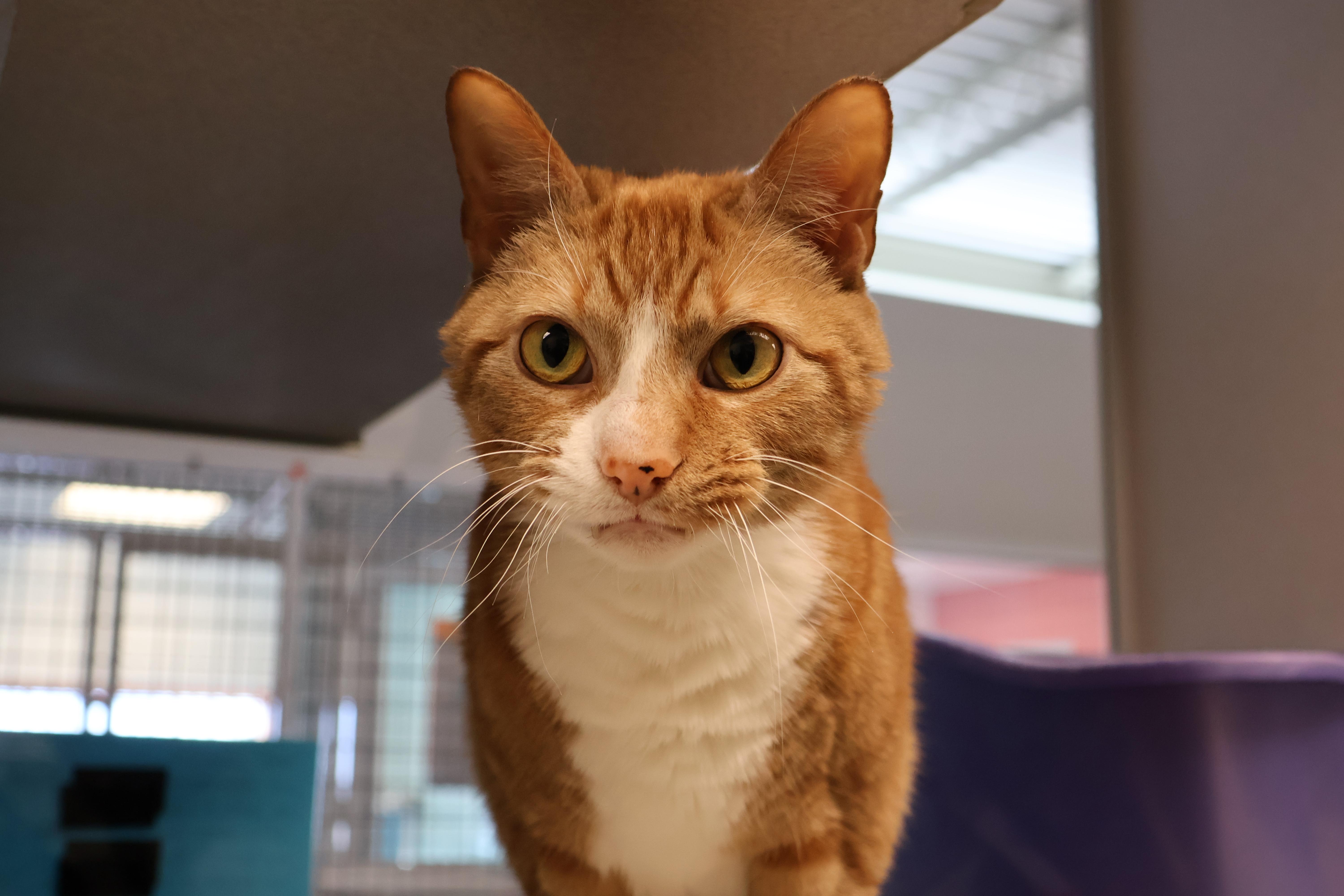 Zepplin — thumbnail 5