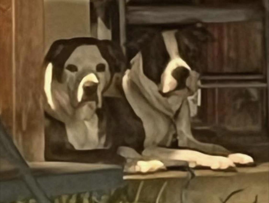 Enlarge Bruna (see Rosco too), a Adoptable mixed breed in Andover, CT image 1/1