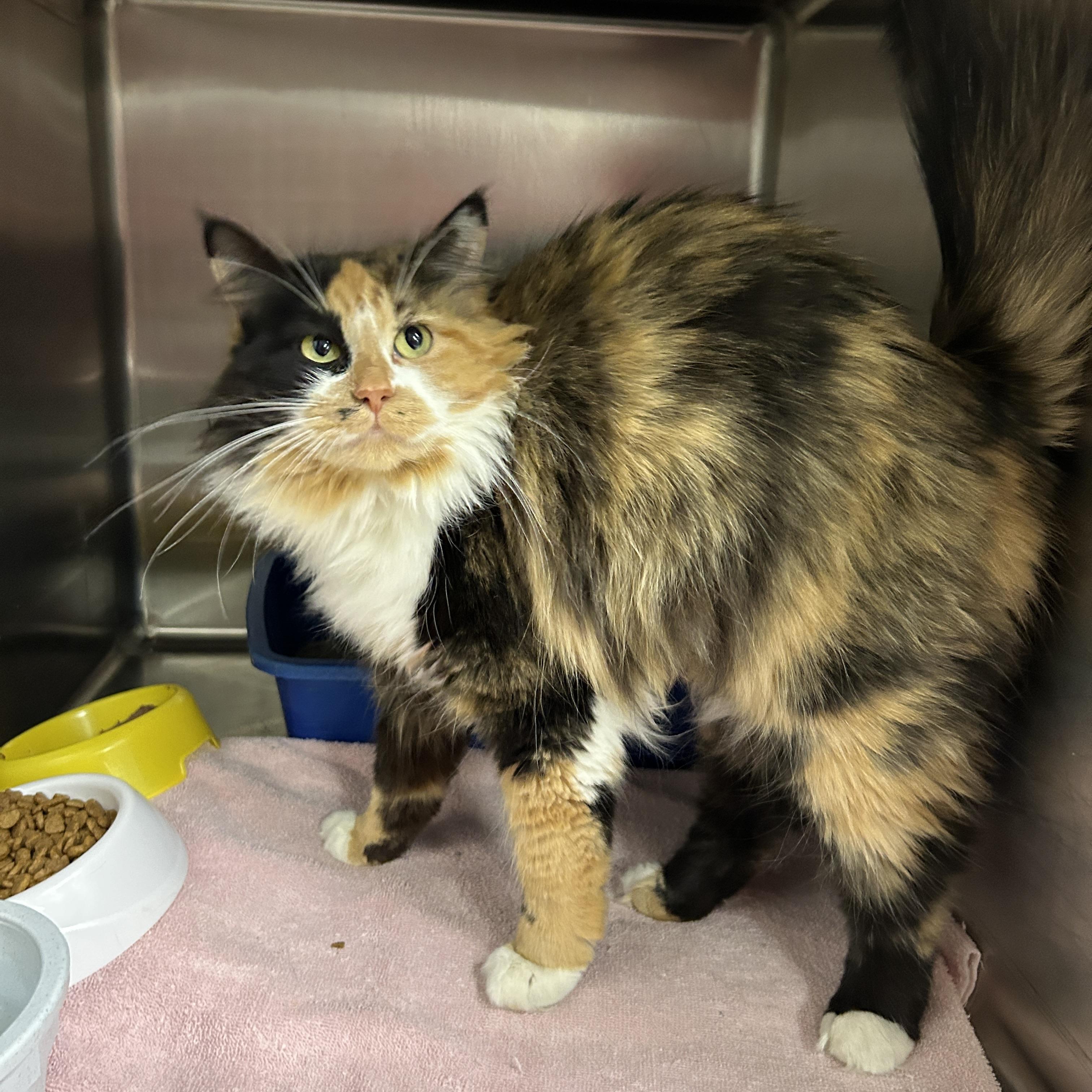 Enlarge Flan, an adopted Calico in La Grange Park, IL image 5/5